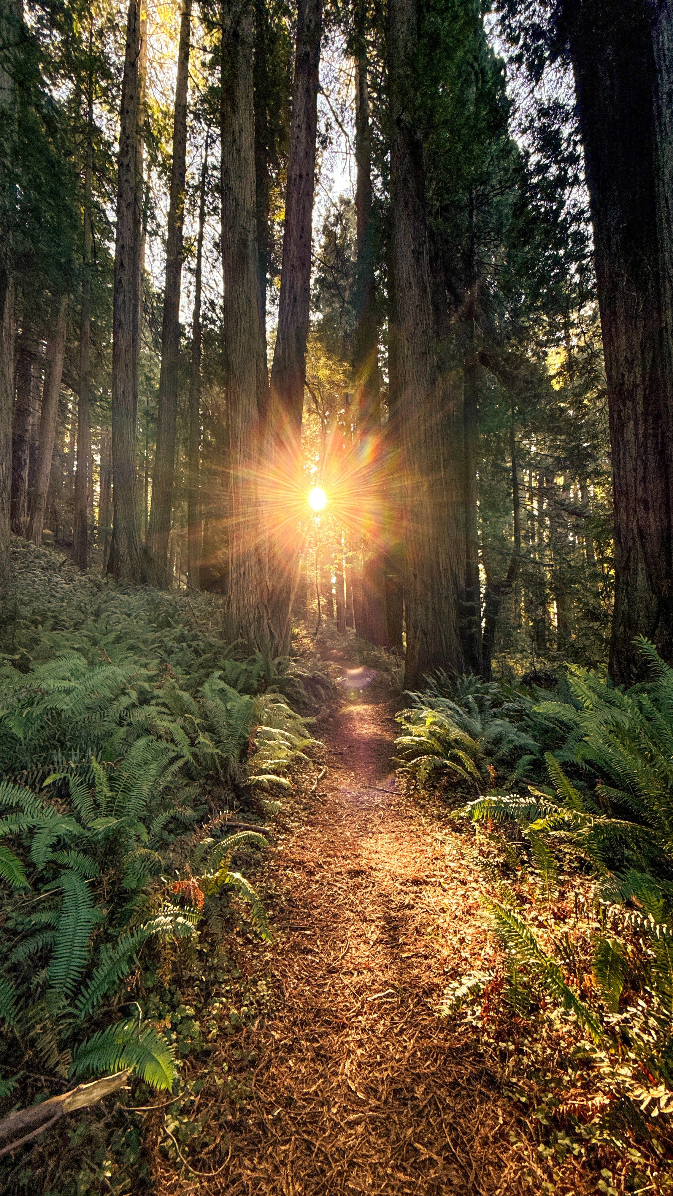 redwoods.jpg
