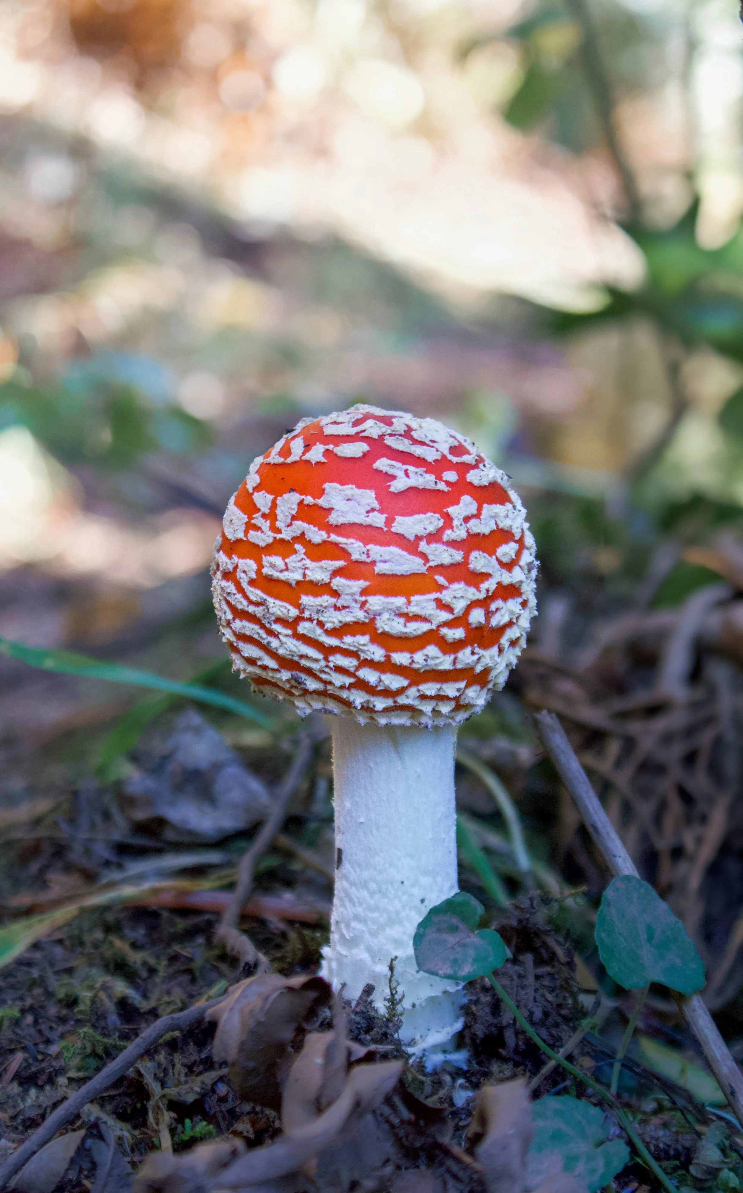 shroom.JPG