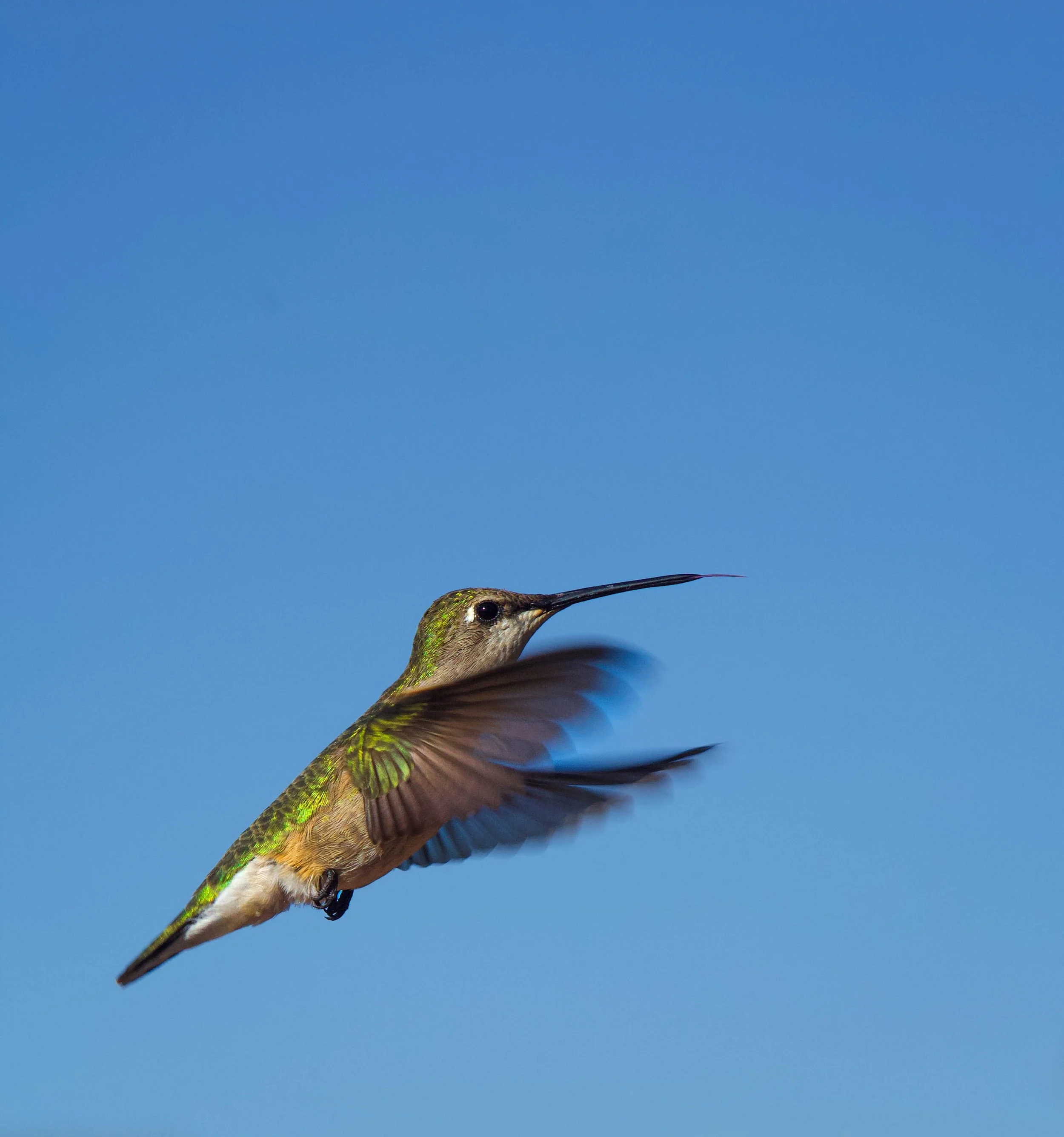 hummingbird2.jpg