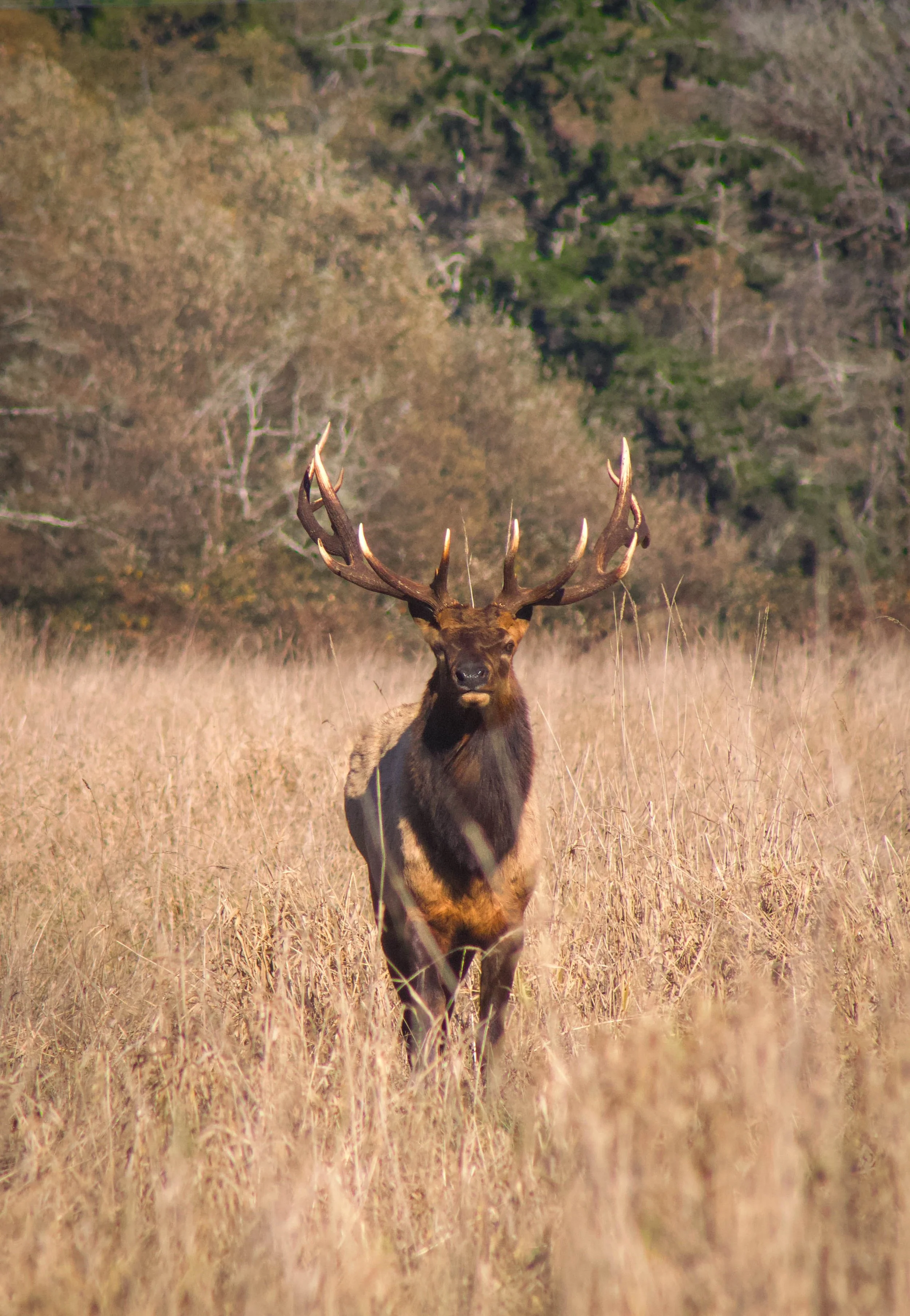 Elk.jpg
