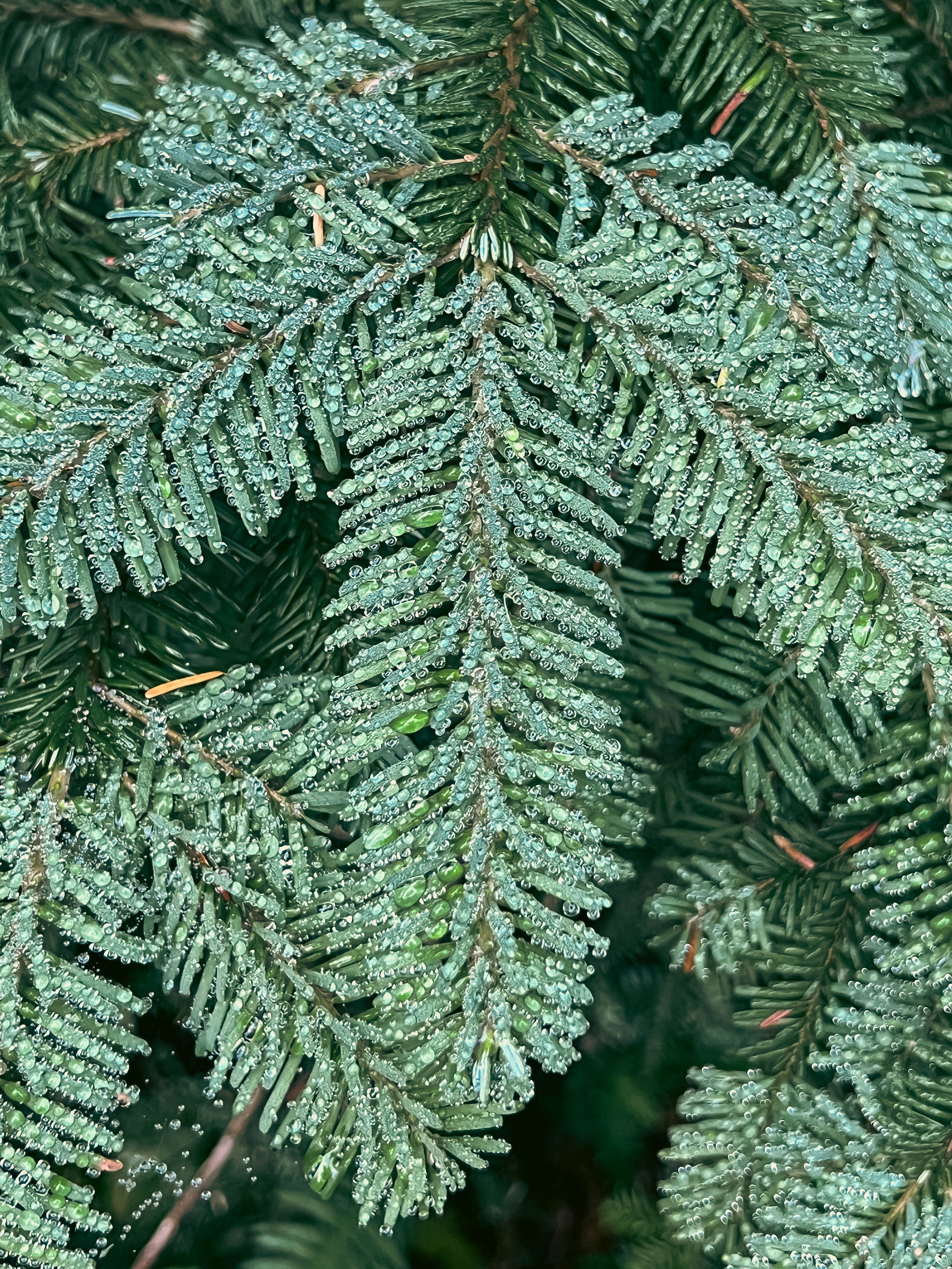 tree.jpg