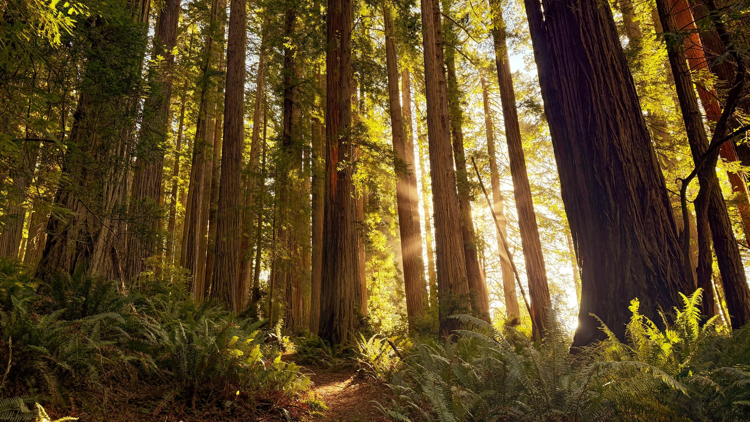 redwoods2.jpg