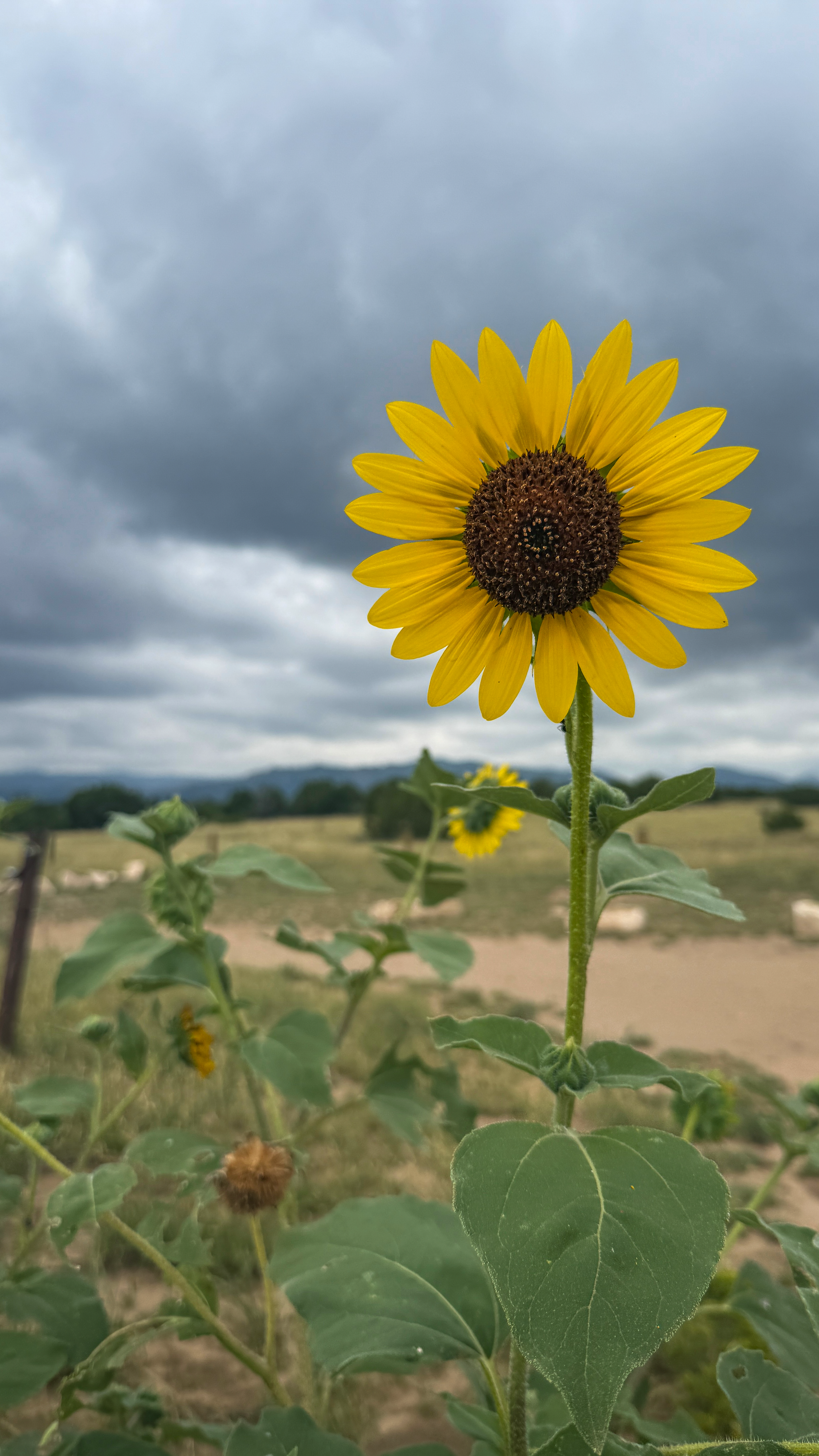 sunflower1.png