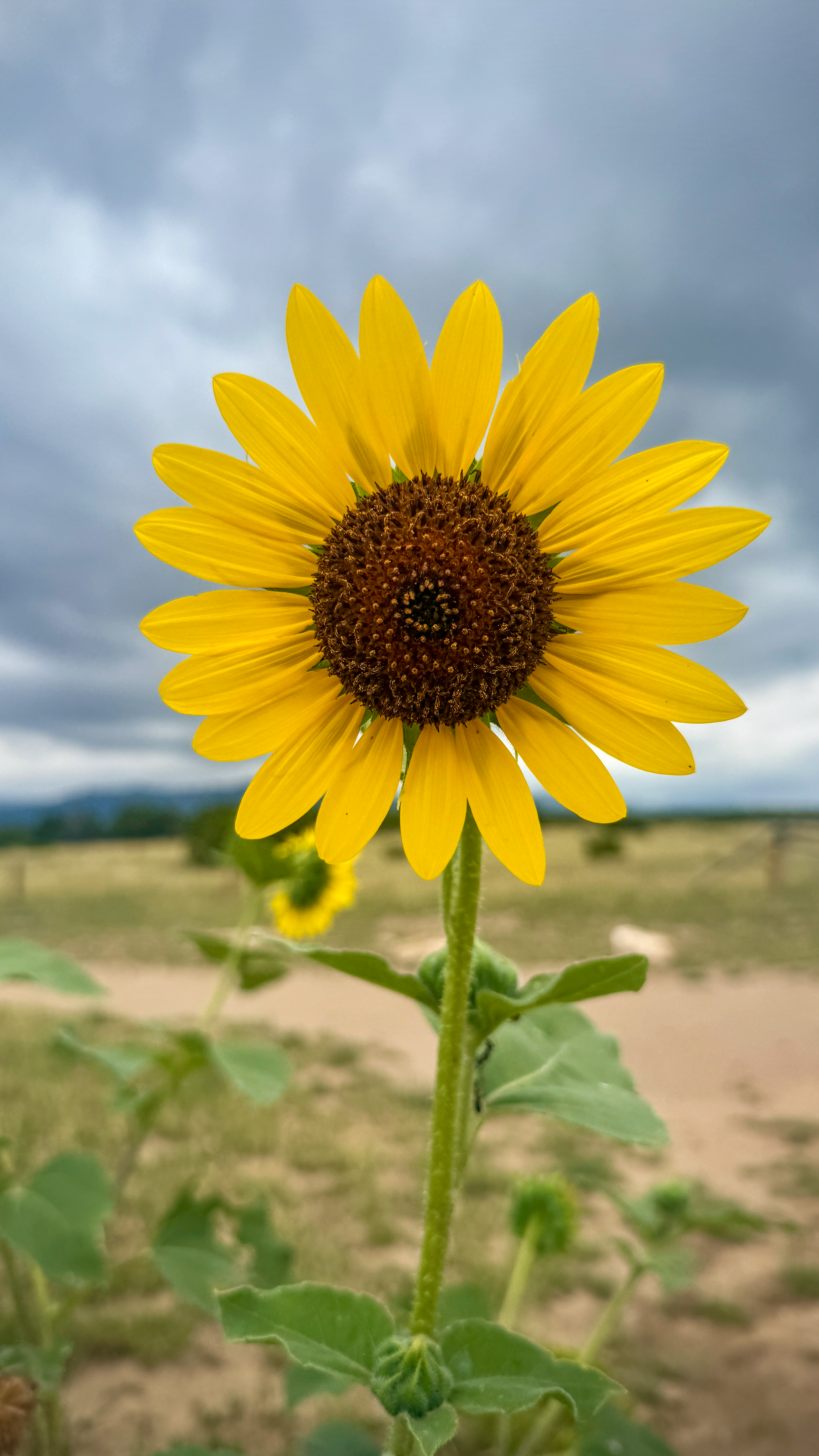 sunflowe.png
