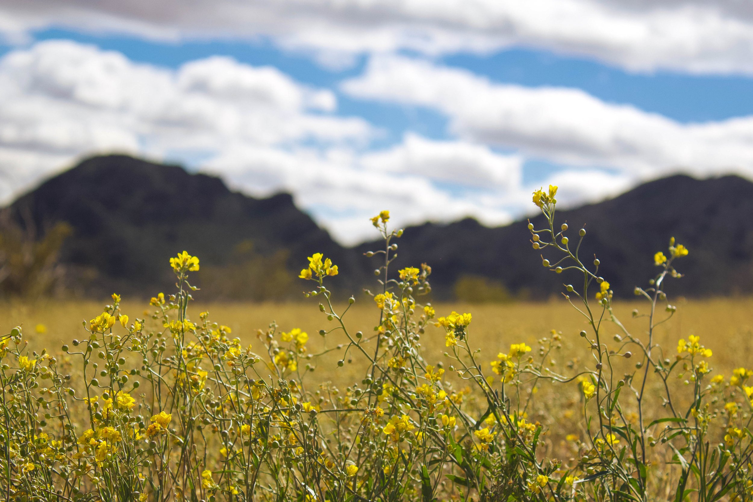 Tonopah.jpg