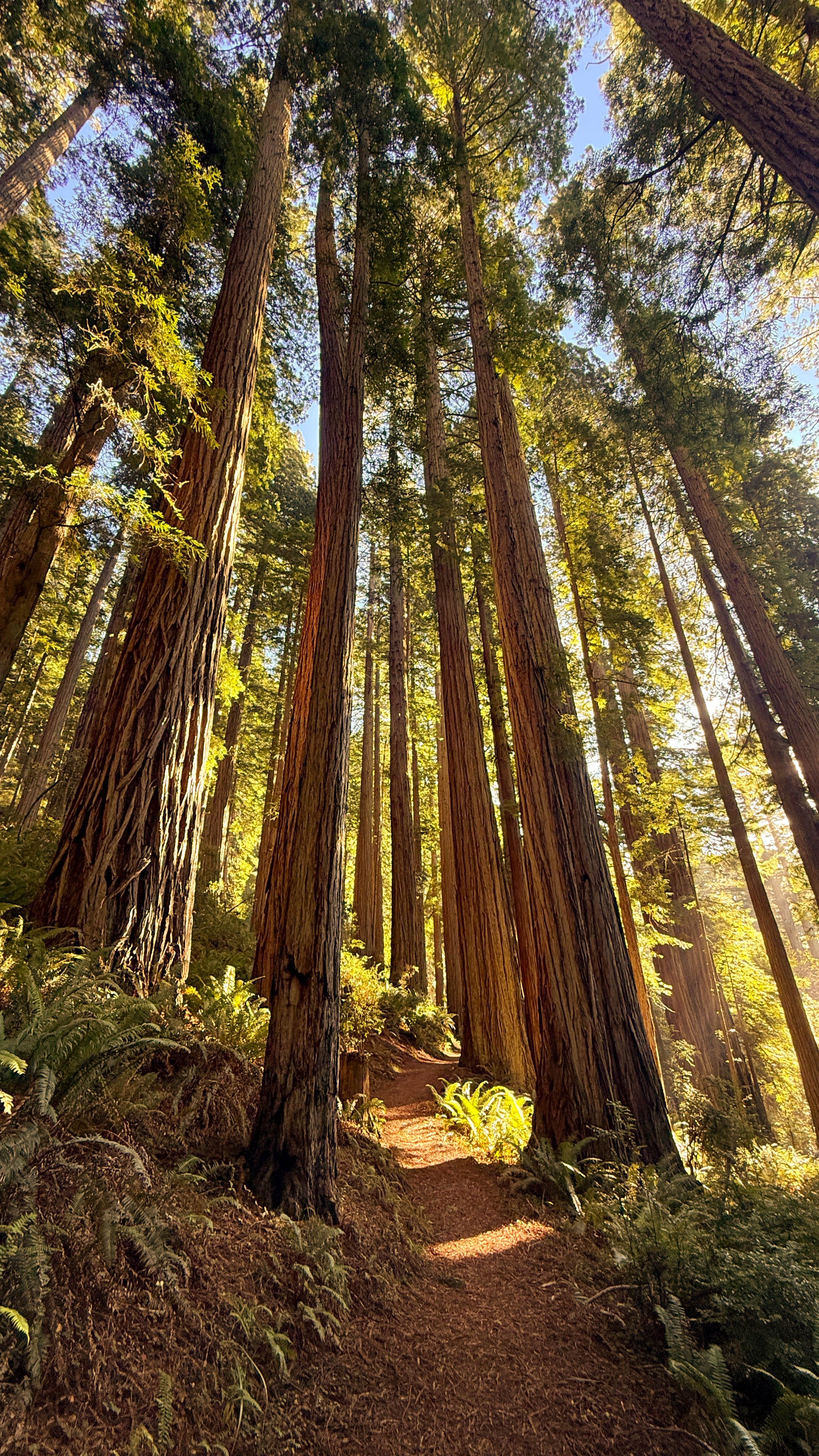 redwoods3.jpg