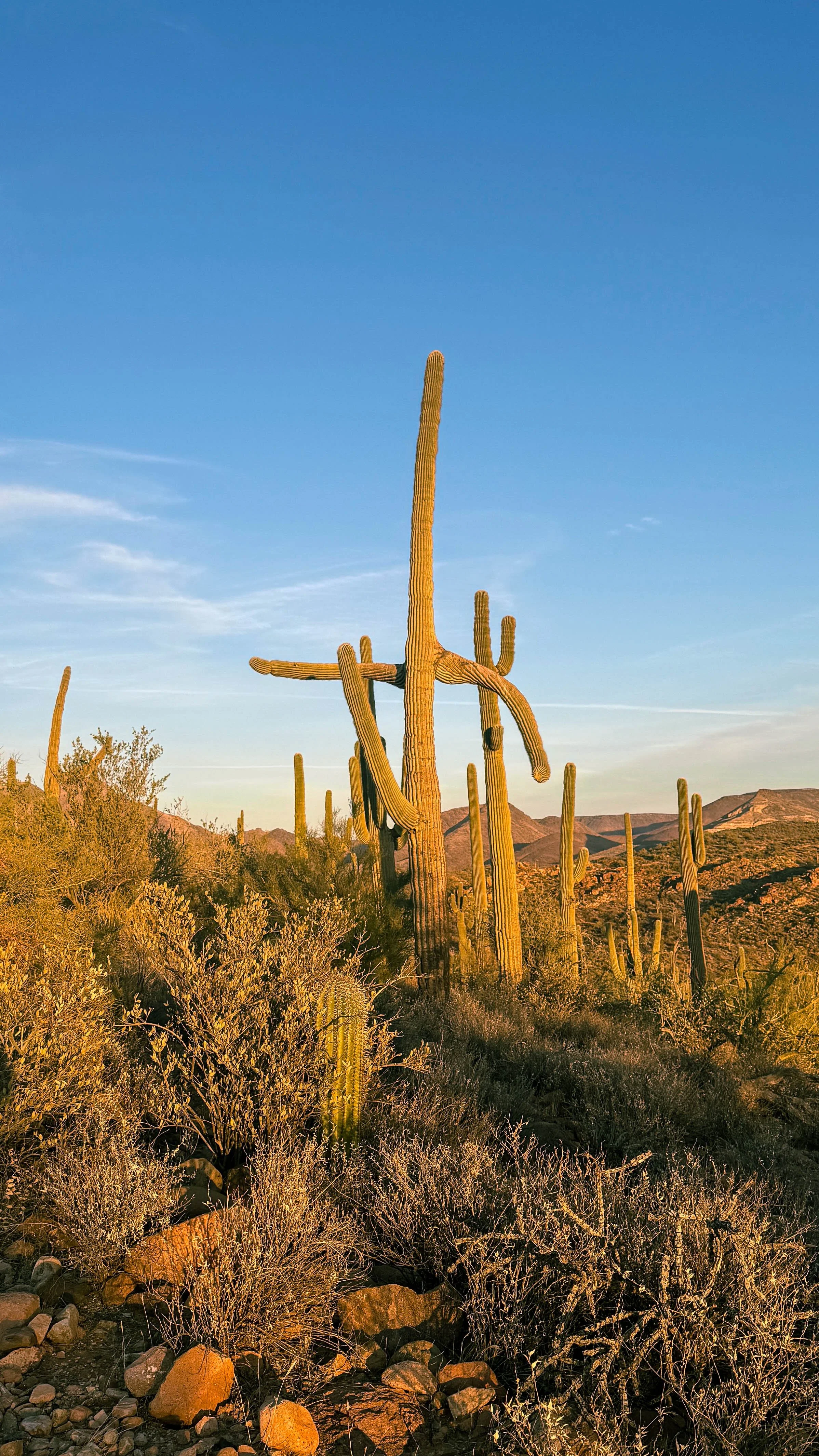 cactus.jpg
