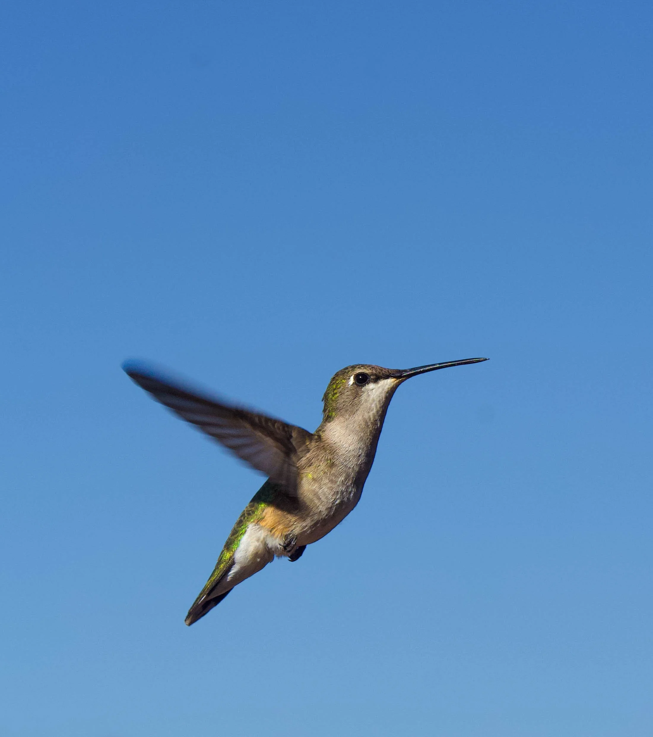 hummingbird.jpg