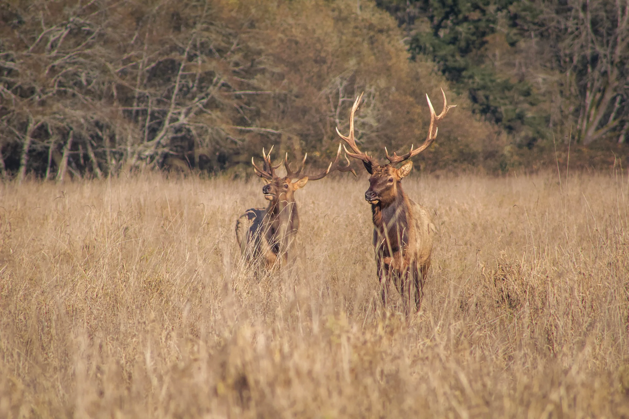 elk4.jpg