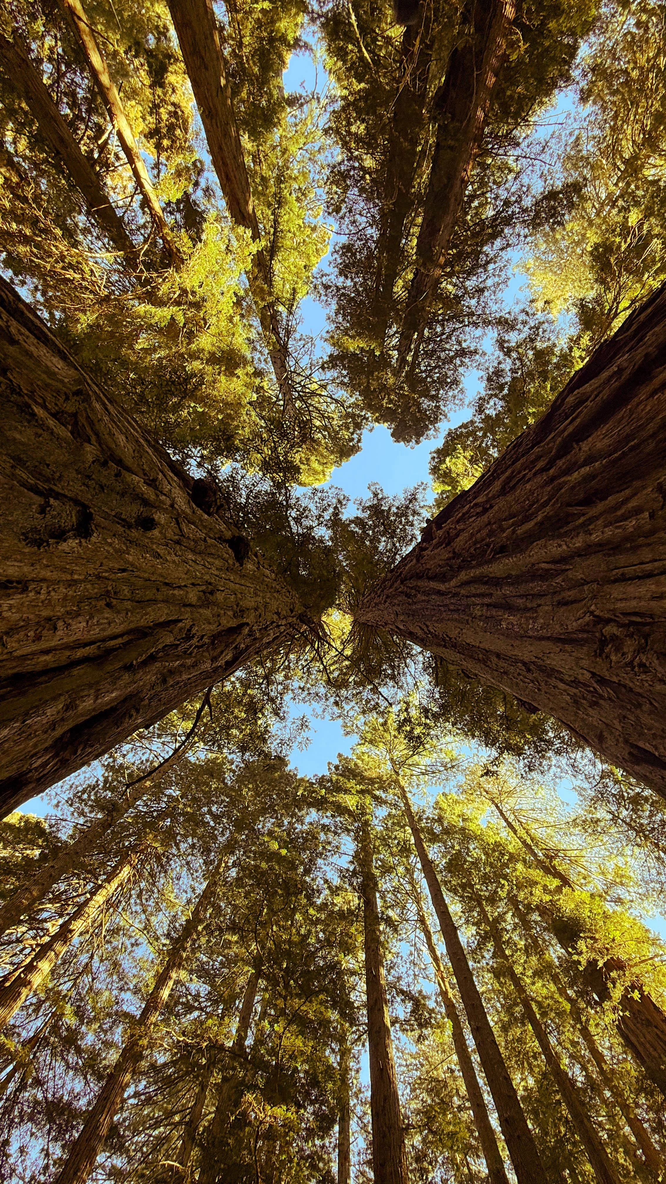 redwoods6.jpg