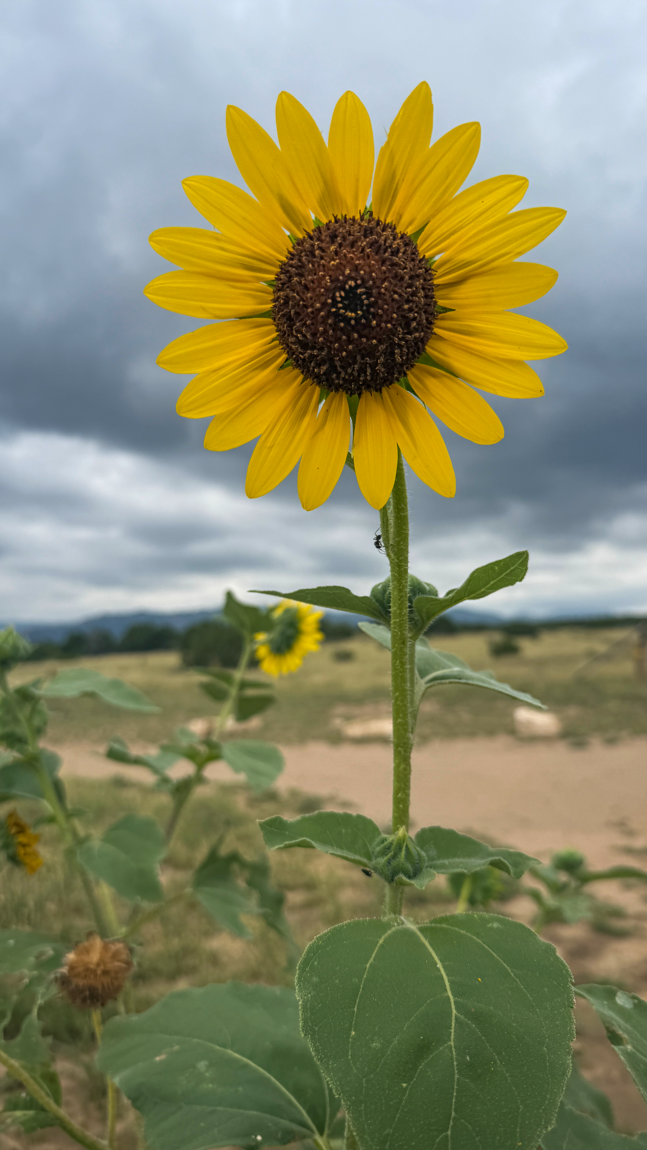 sunflower2.png