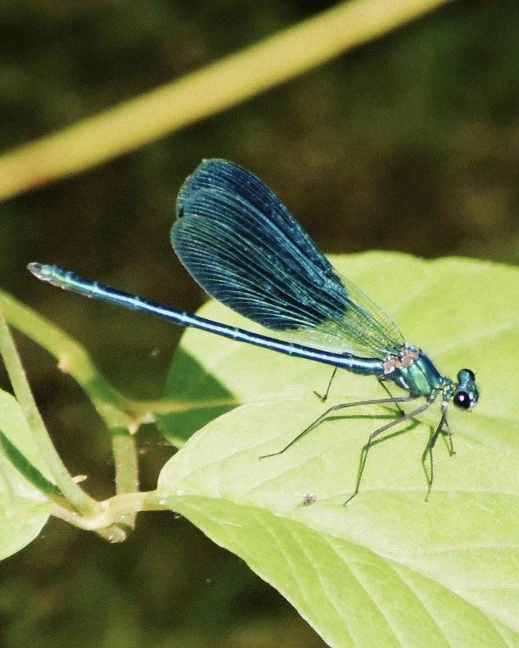 A close-up of a blue and green damselfly perched on a green leaf.