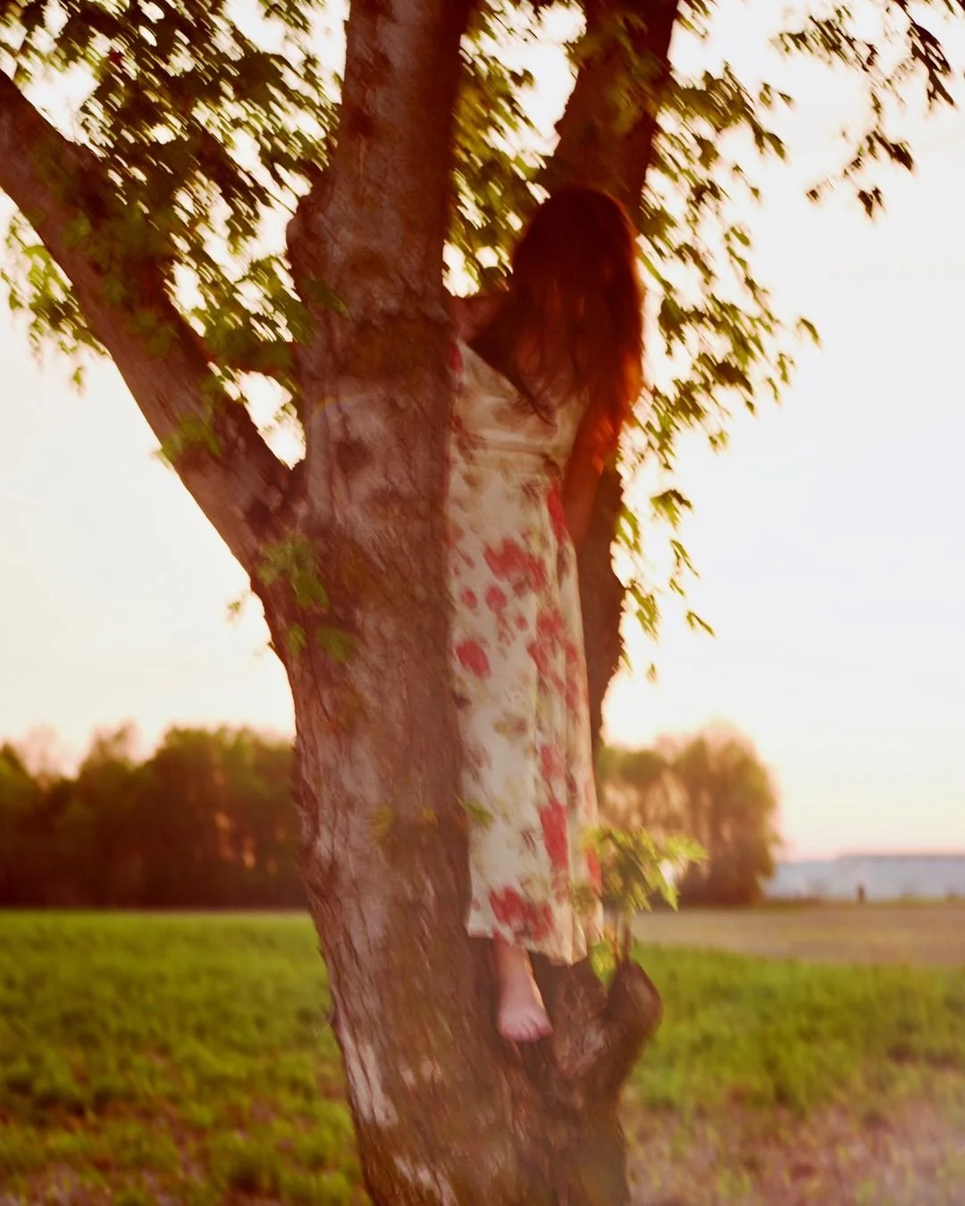 A person wearing a floral dress climbing a tree during sunset in an open field.