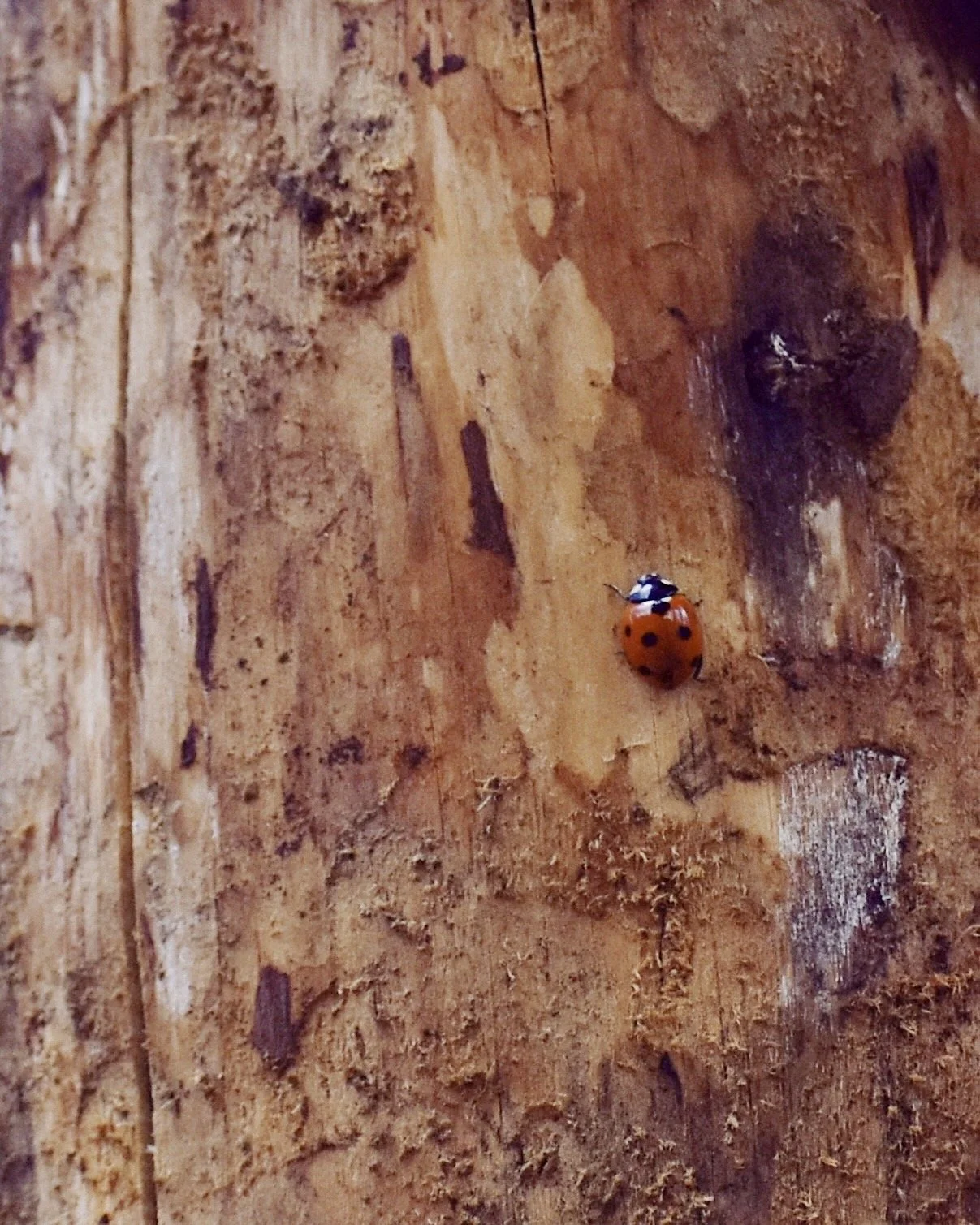 Close-up of a ladybug on a rough, textured wooden surface.