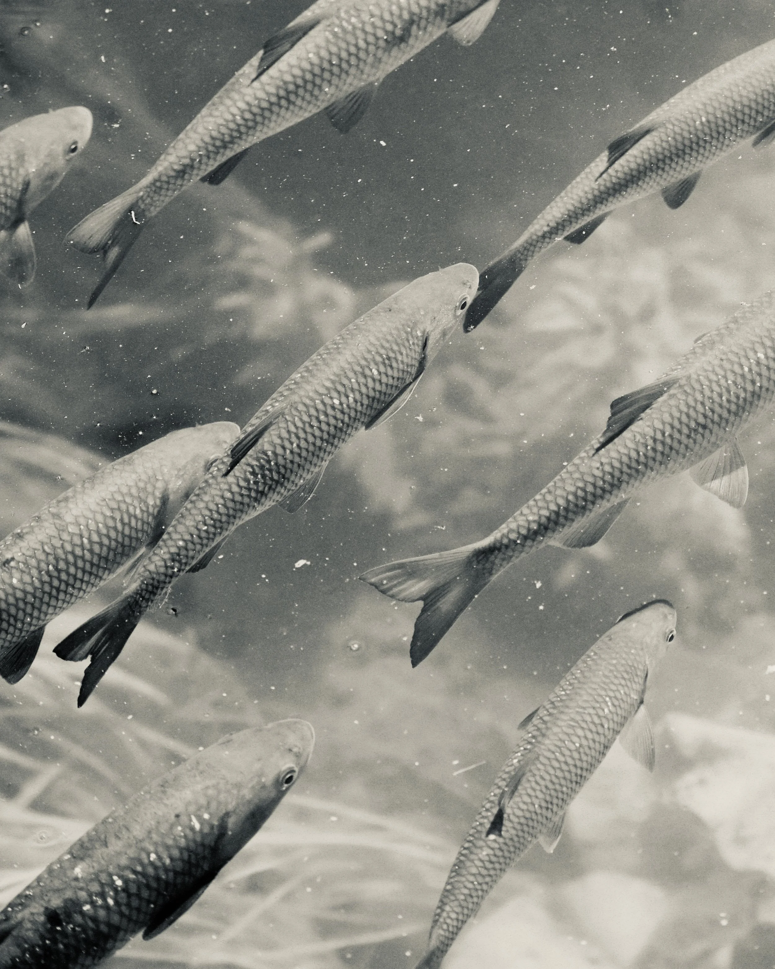 School of fish swimming underwater.