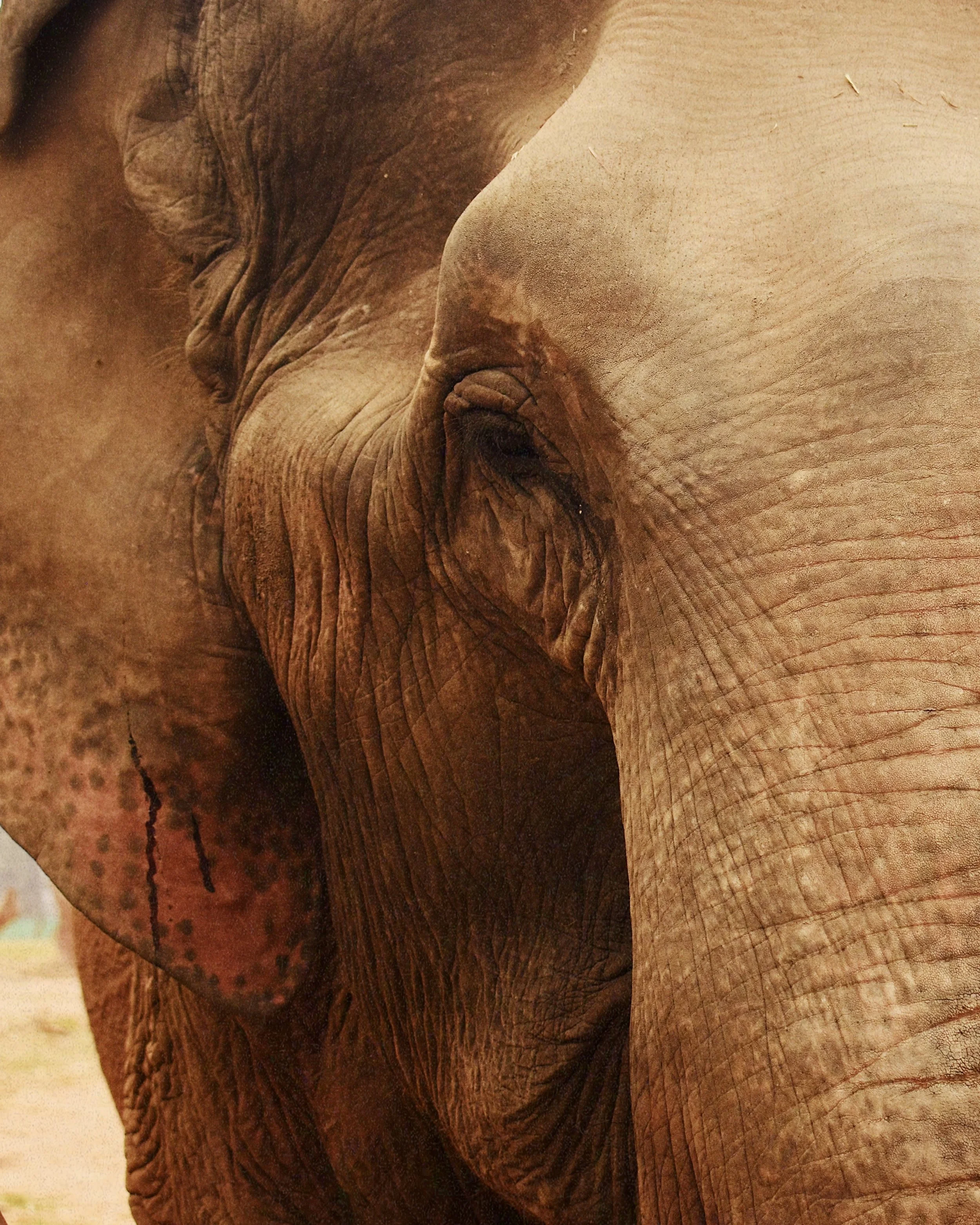 Close-up of an elephant's face showing wrinkles, skin texture, and part of its trunk.