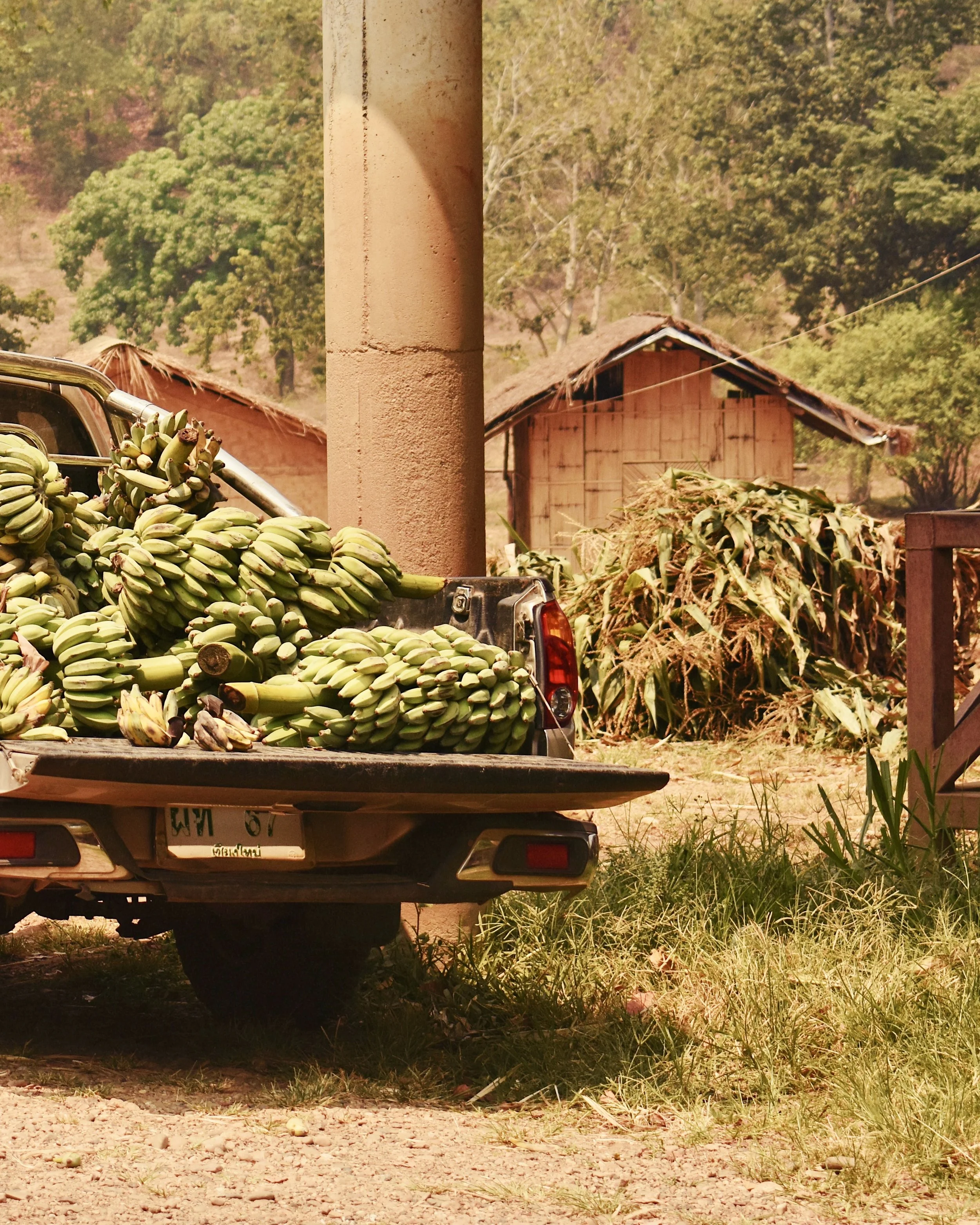 Pickup truck loaded with bunches of green bananas parked outdoors with small wooden huts and green trees in the background.