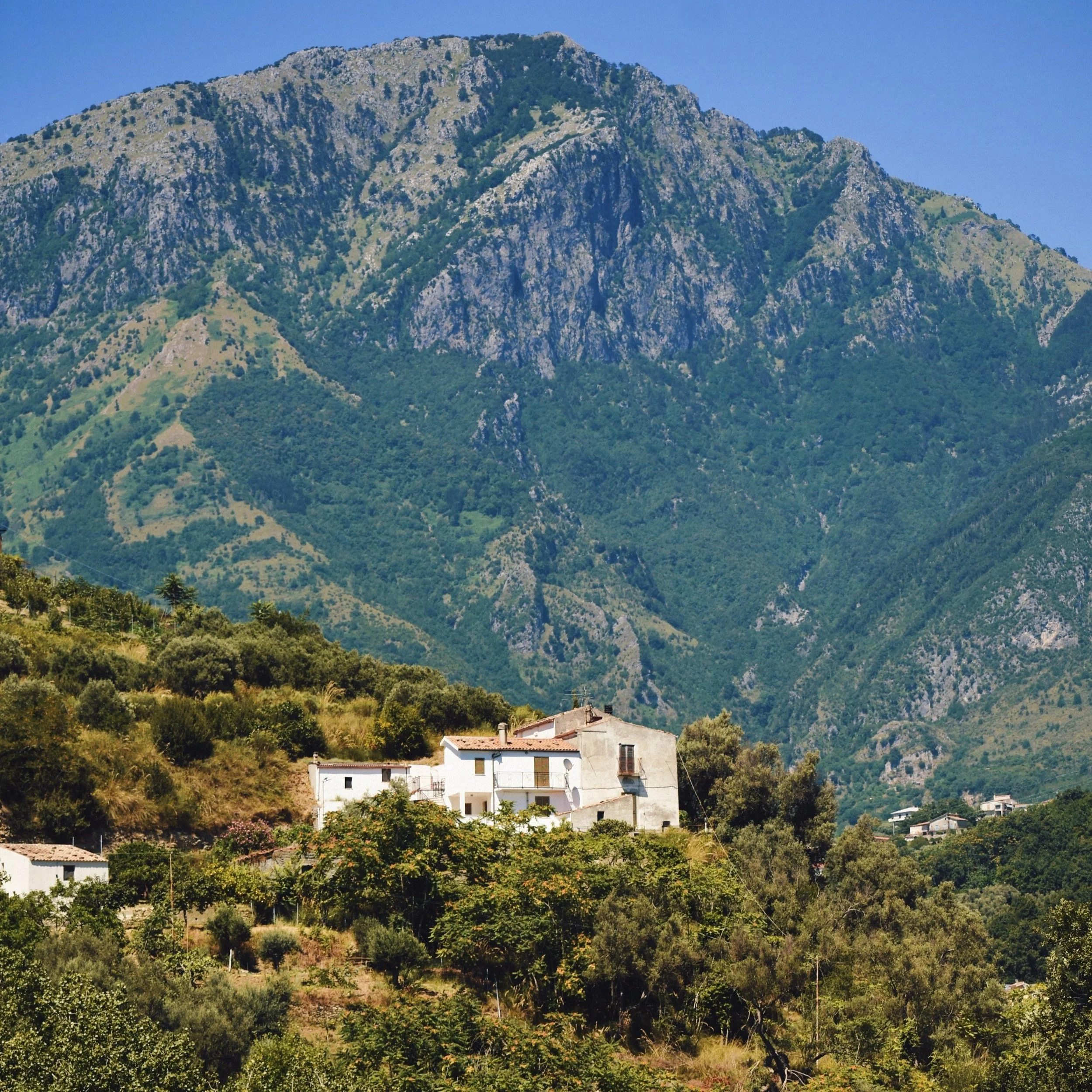 White houses on a hillside with tall green trees and mountains in the background.