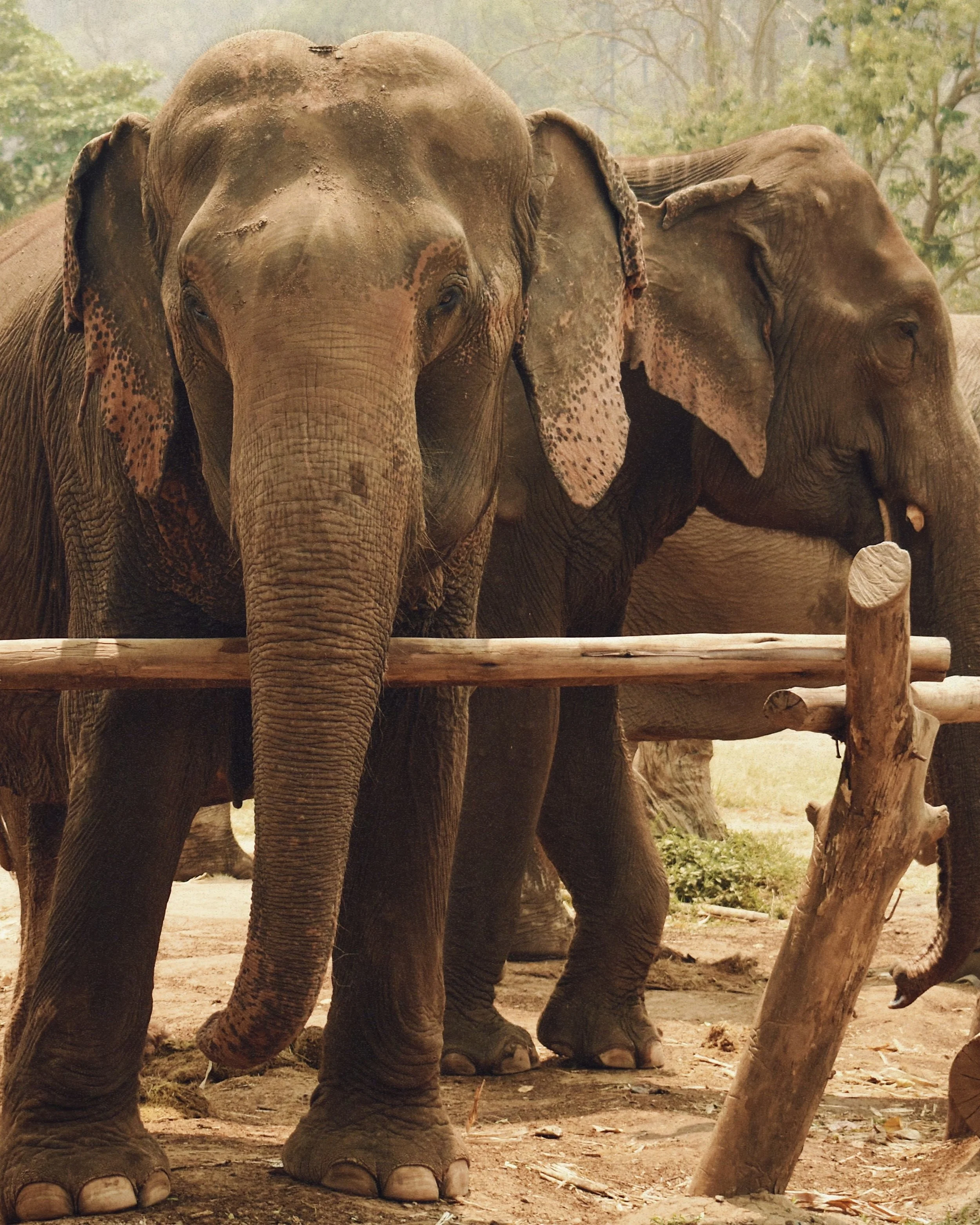 Three elephants standing behind a wooden fence on a dirt ground with trees in the background.