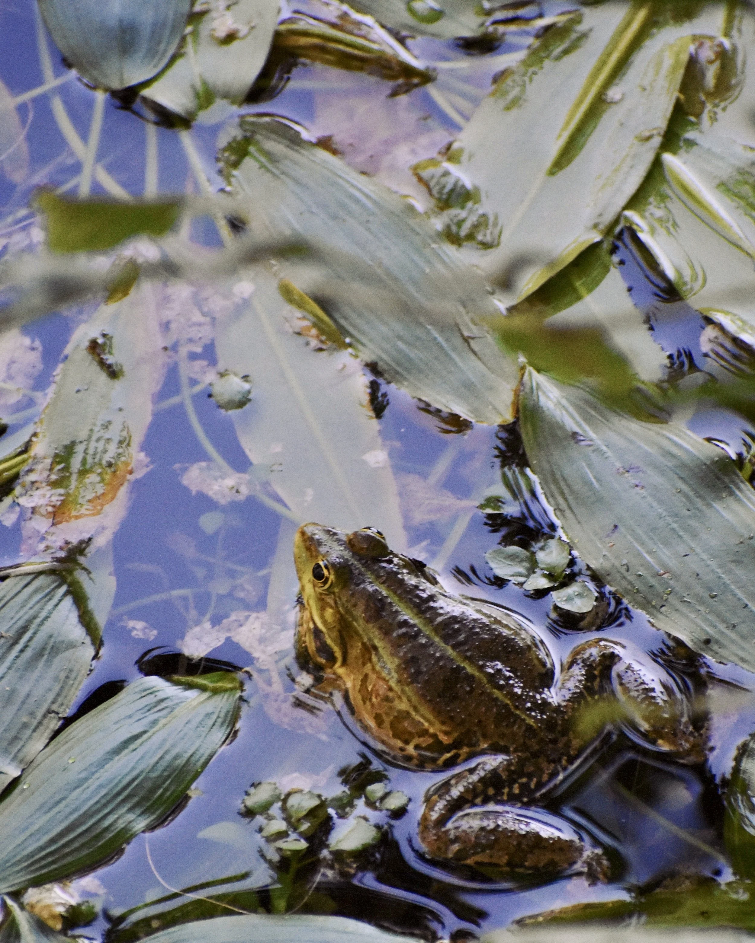 A frog resting on a lily pad in a pond surrounded by floating green leaves and water plants.