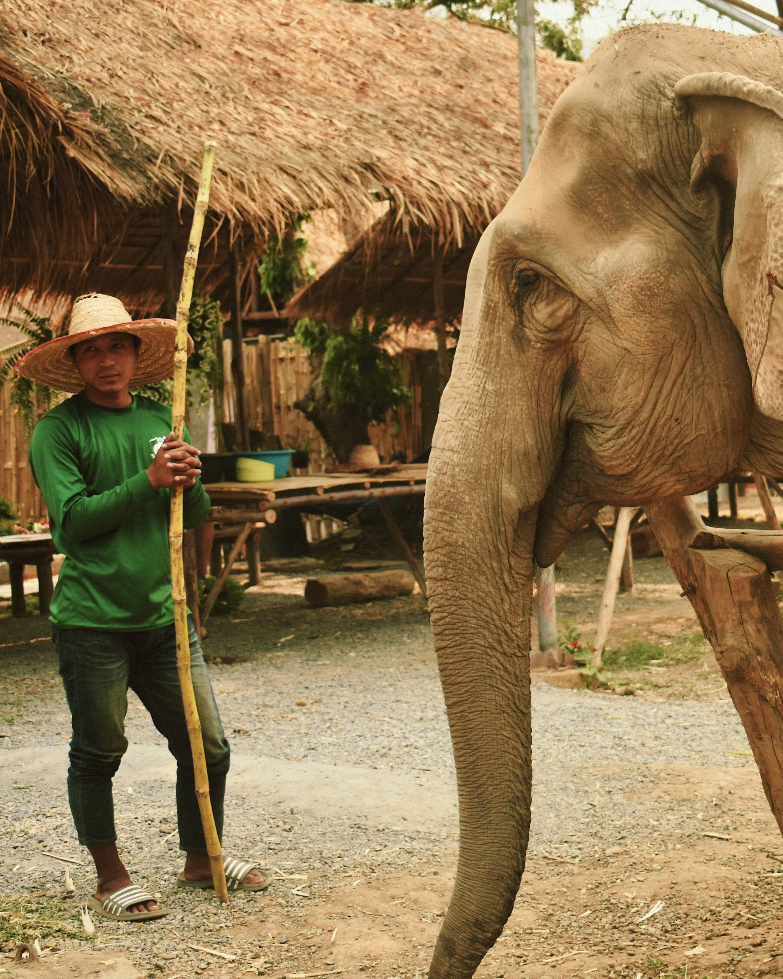 A person wearing a green shirt, striped straw hat, and striped slippers standing next to a large elephant in a rustic outdoor setting with thatched roof structures and greenery.