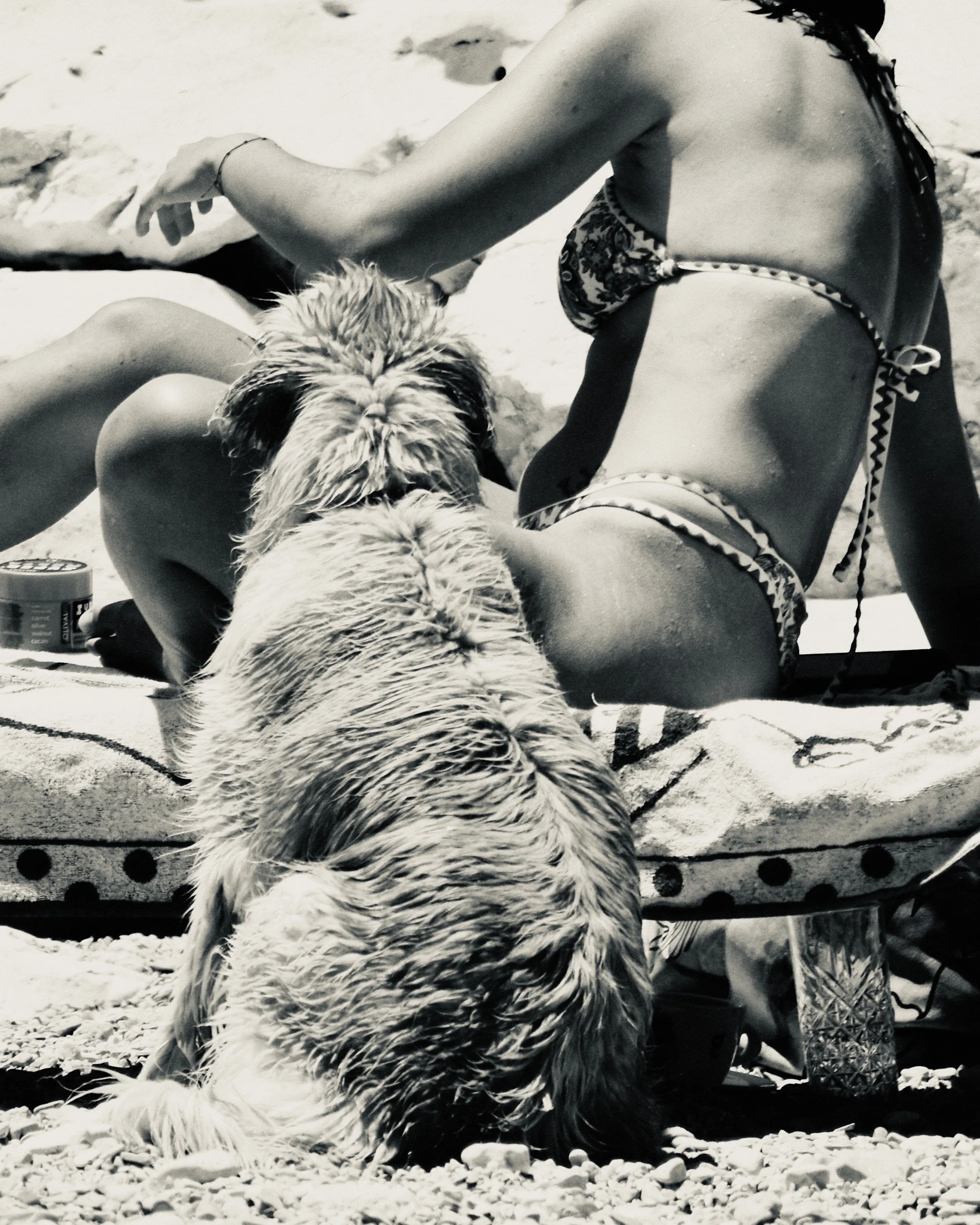 A person sunbathing on a beach with a dog sitting in the foreground, facing the person, on a blanket or towel.