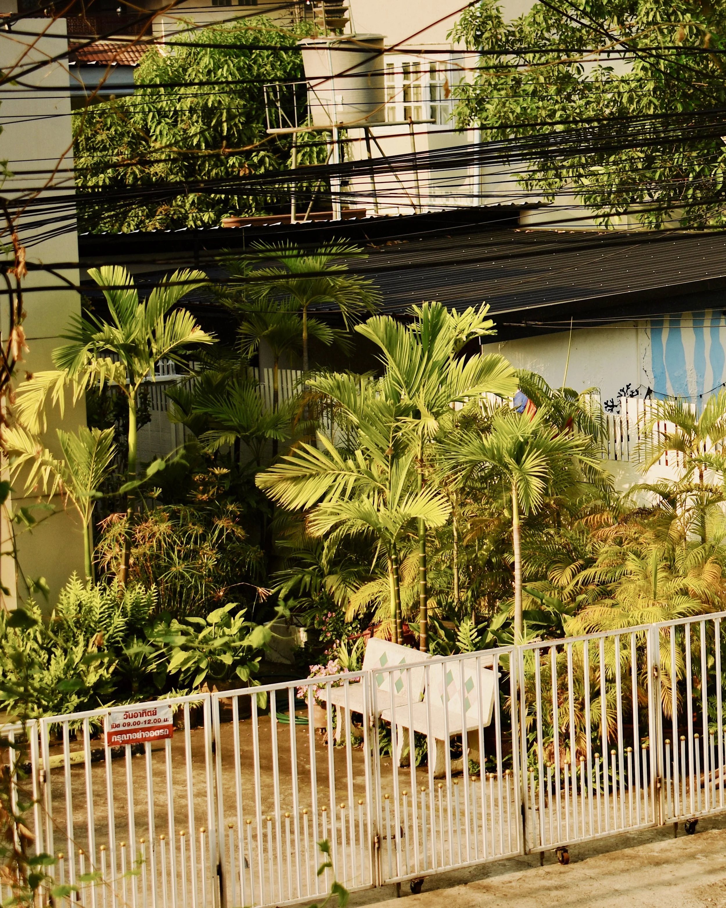 A small, fenced garden area with lush green plants and palm trees, with a white bench inside. Overhead, there are several black wires crossing in front.