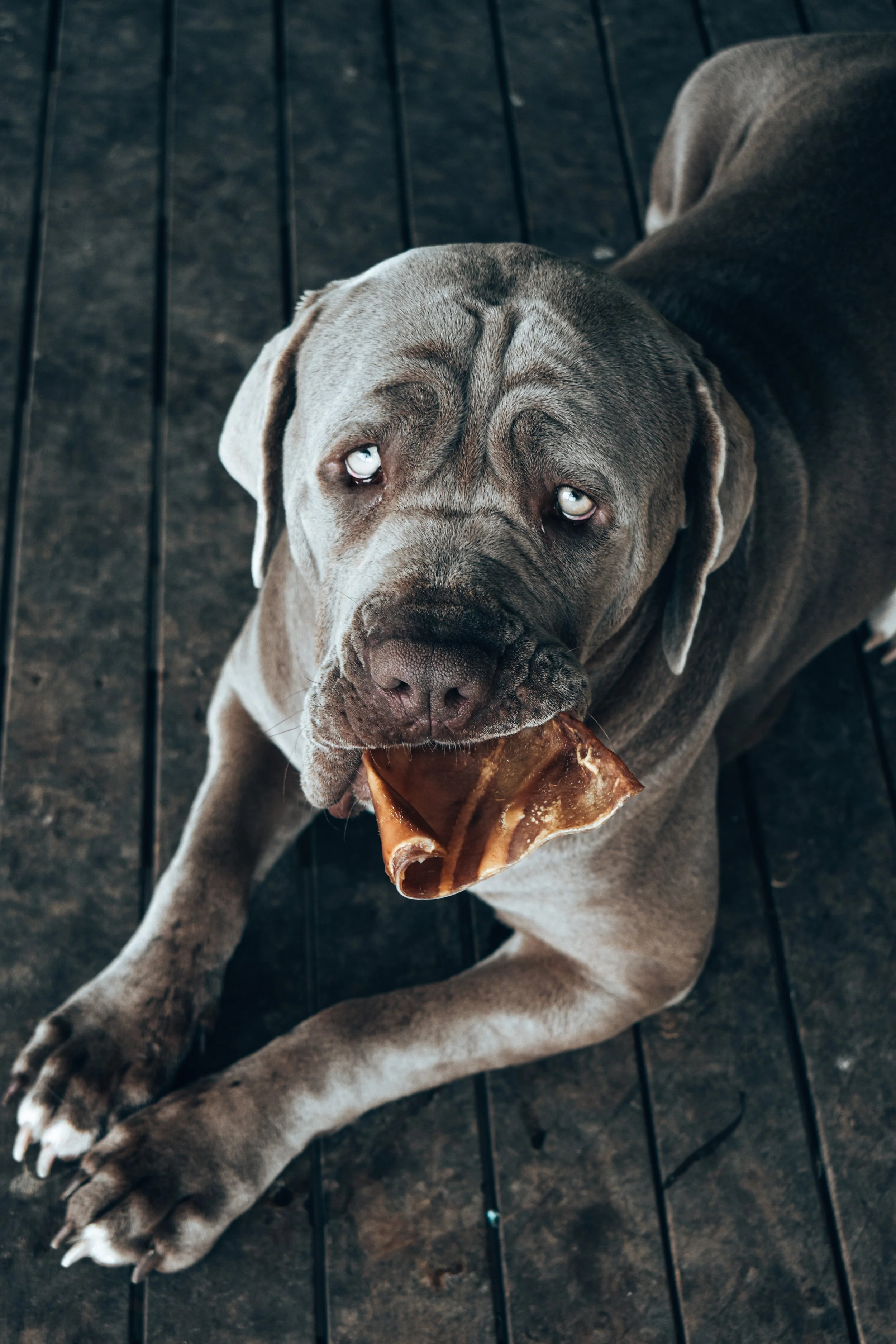 Gallery of my Animals