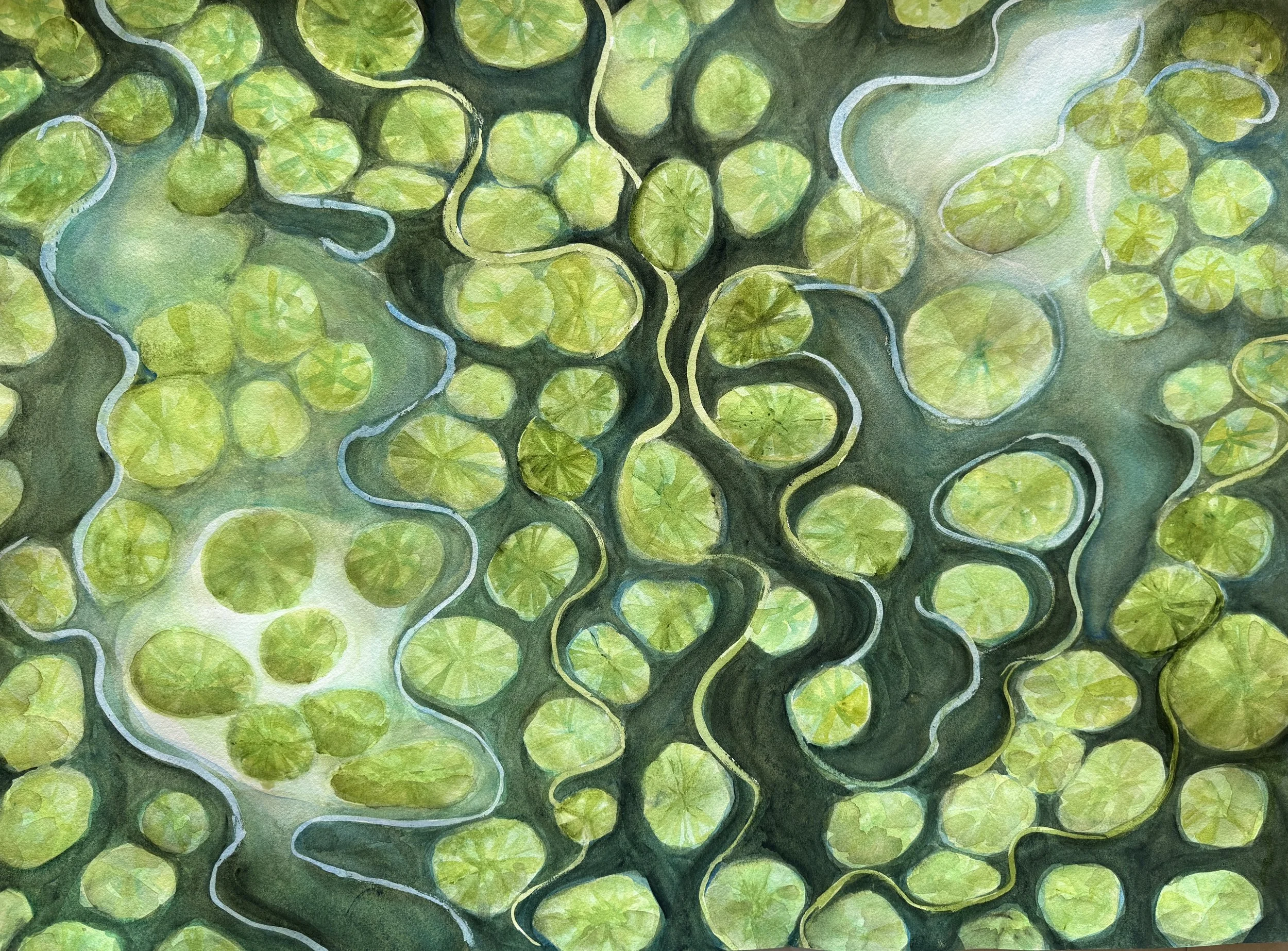 water lily study 4.jpeg