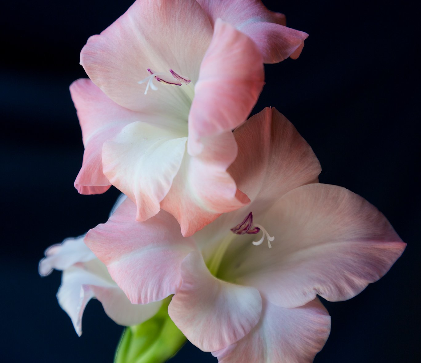White and Pink Gladiolus.jpg