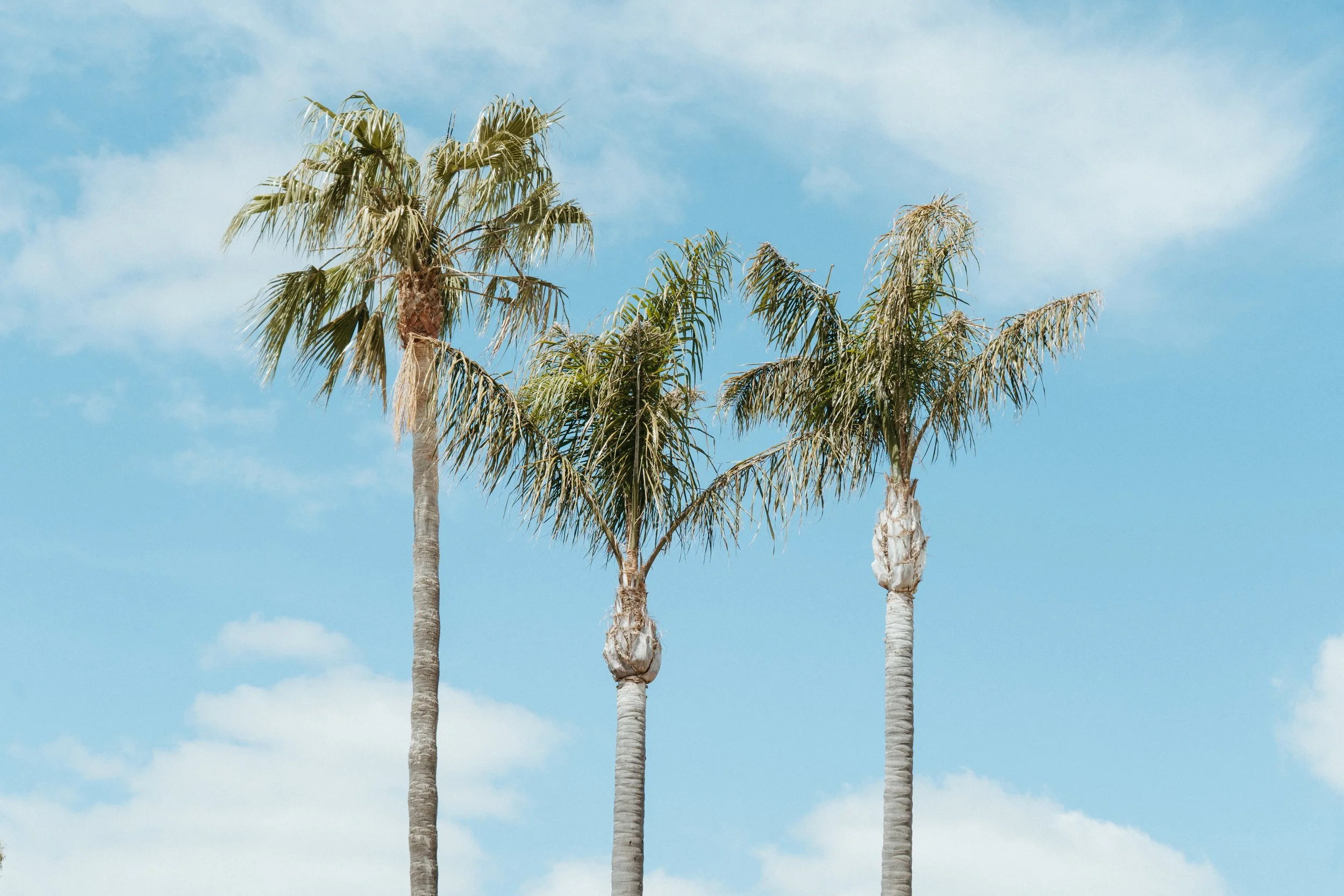 Lake Mulwala Yarrawonga - Three palm trees against a blue sky with scattered clouds.