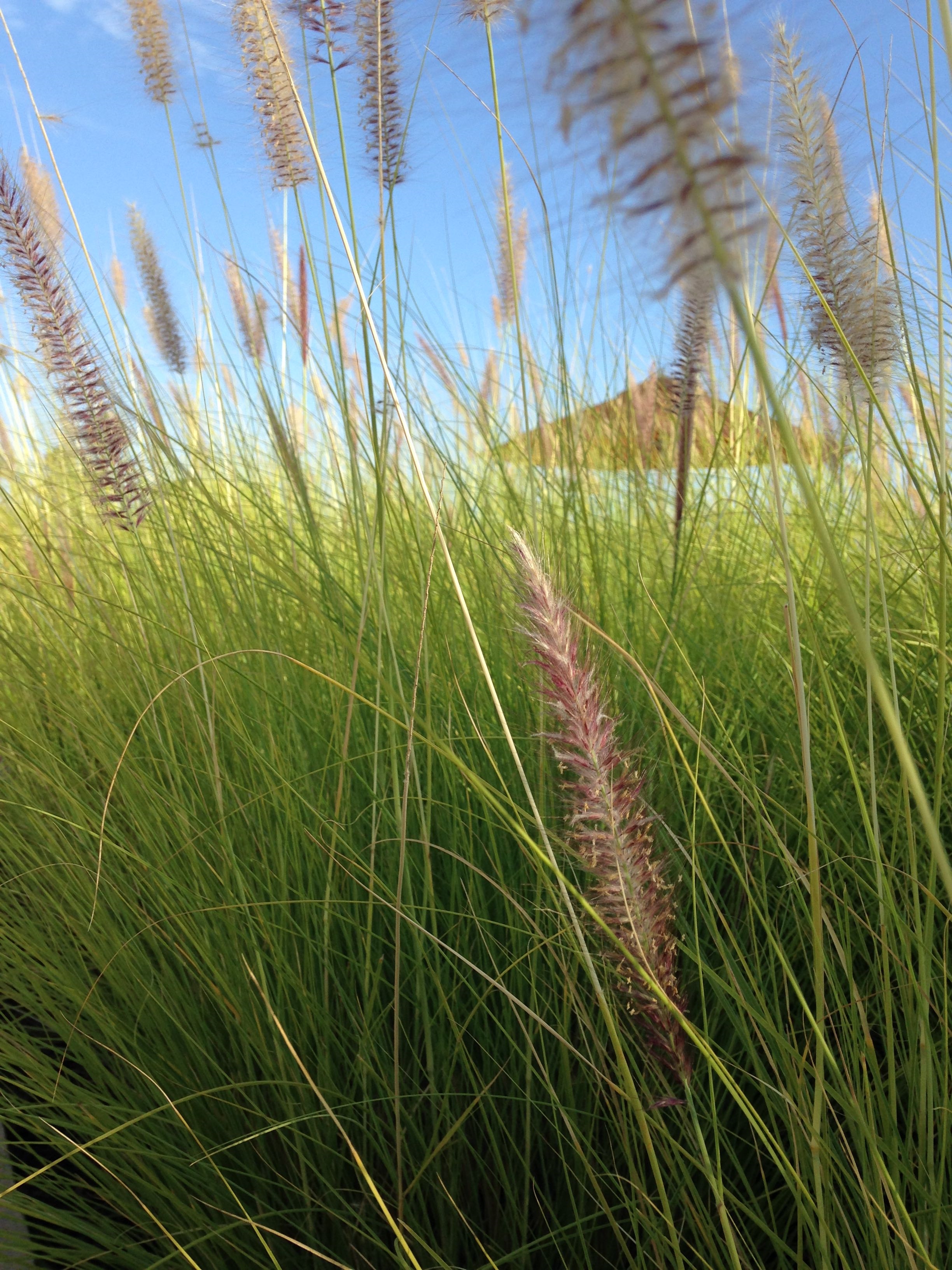 Pennisetum (Copy)
