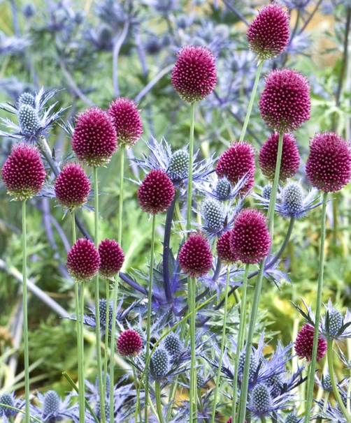 Eryngium and Drumstick Alliums (Copy)