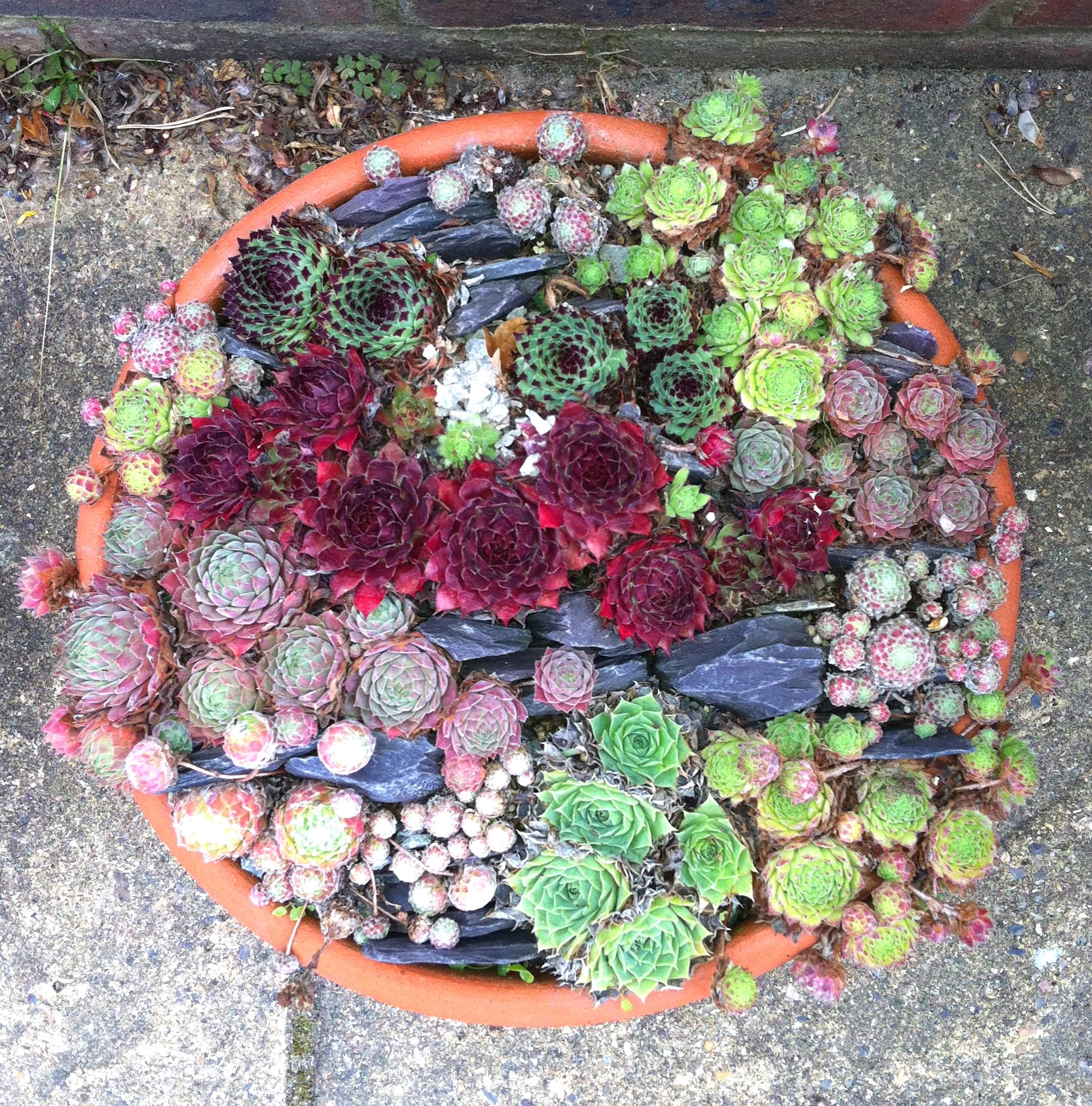 Textural Container Garden (Copy)
