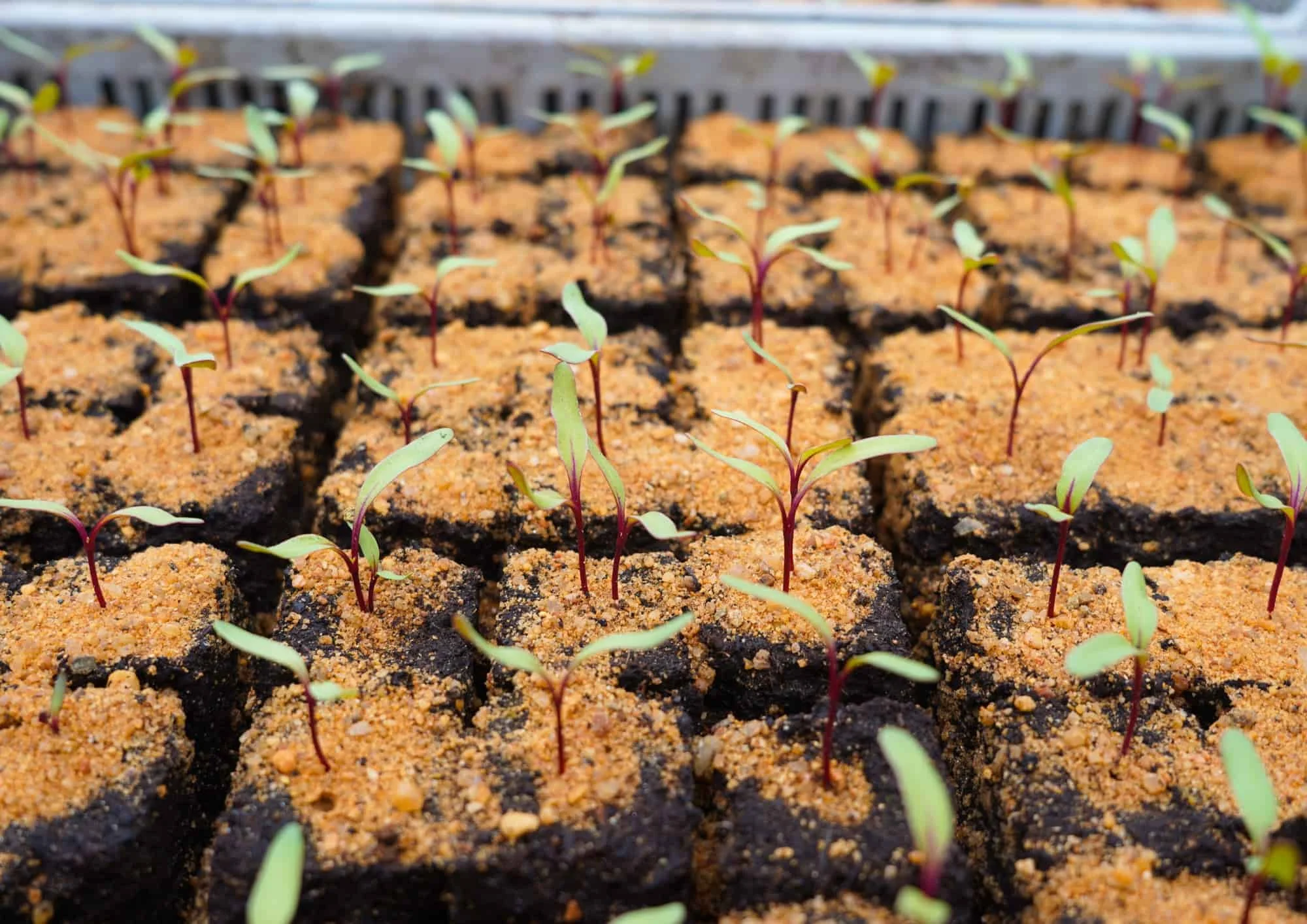 Comment faire ses semis en microferme avec Spidplant ?
