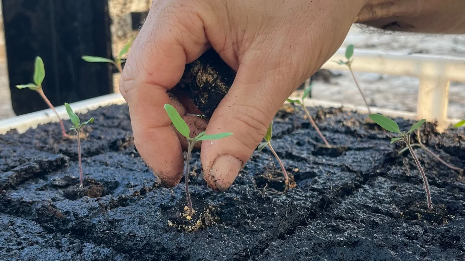 Comment utiliser la Micromotte 20 Ladbrooks pour réussir vos solanacées ?