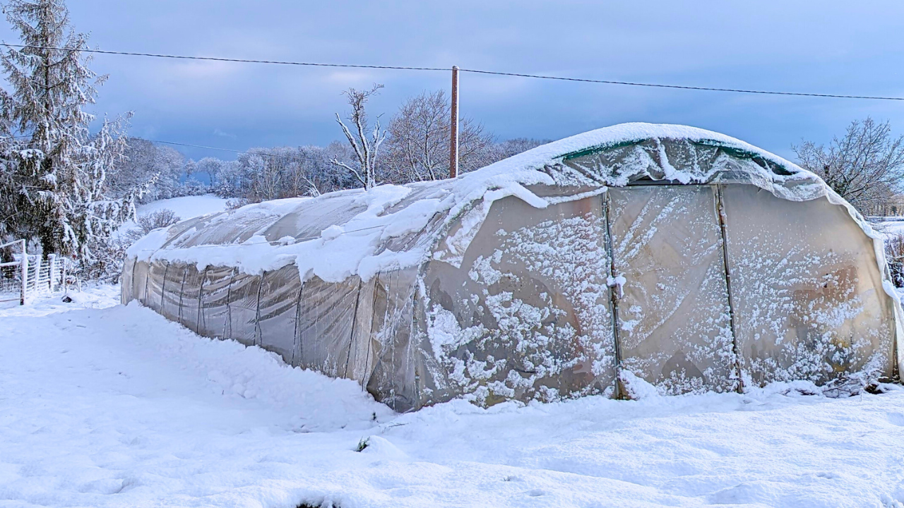 Serre à plants : 5 conseils essentiels pour affronter le froid et réussir ses semis