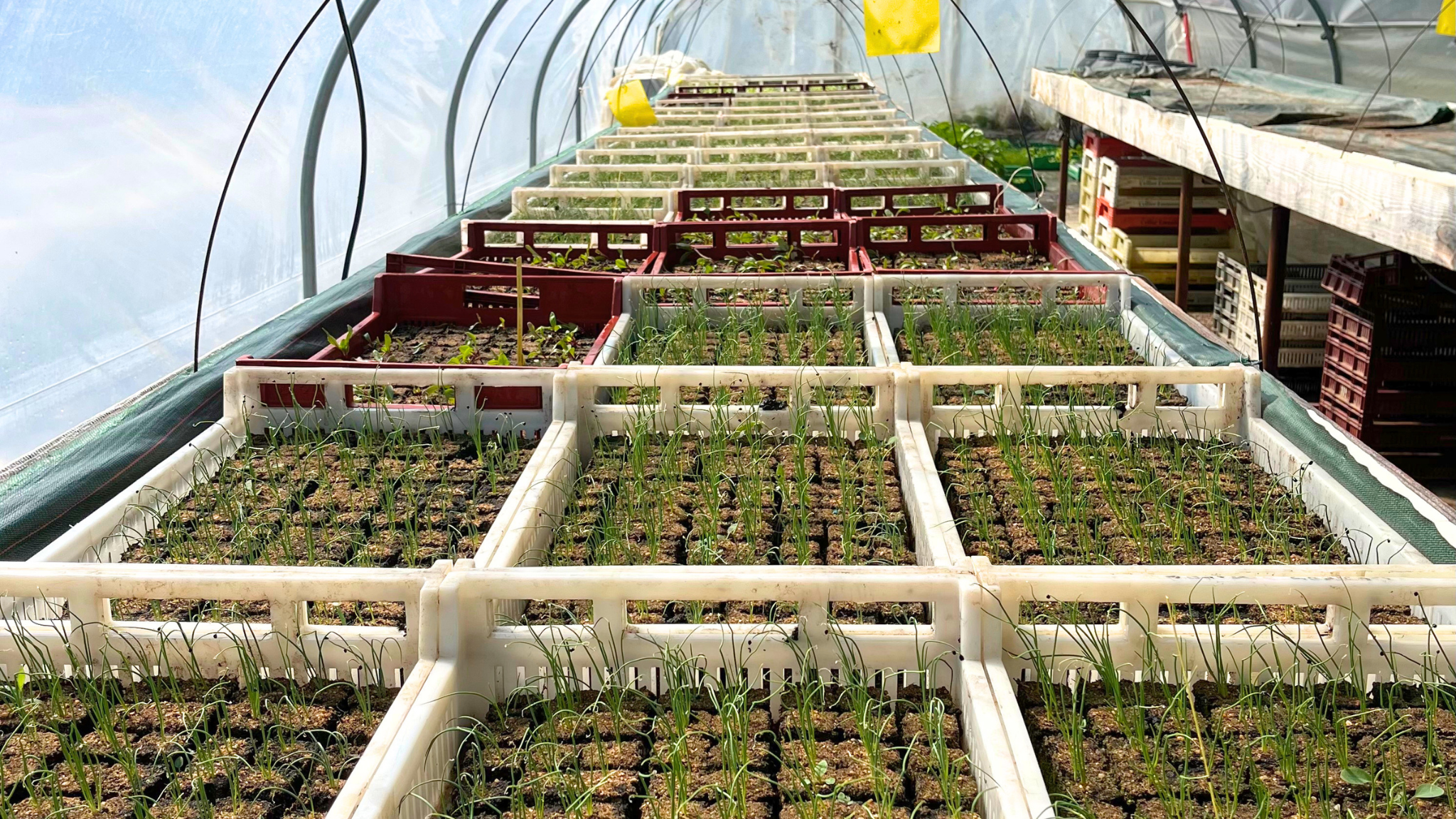 Les semis et plantations de mars en maraîchage bio-intensif