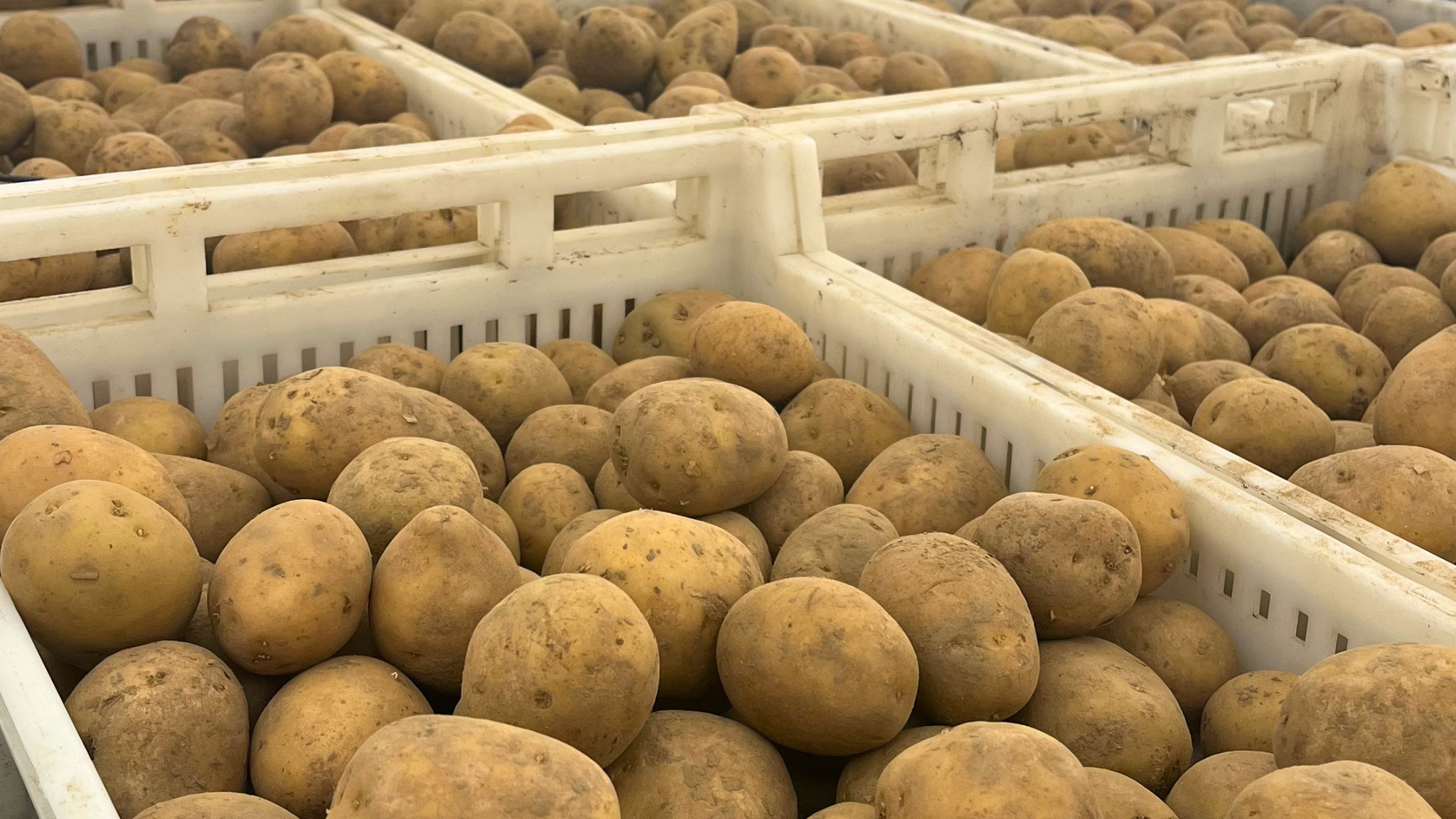 Comment réussir la pomme de terre primeur en maraîchage bio-intensif sur petite surface ?