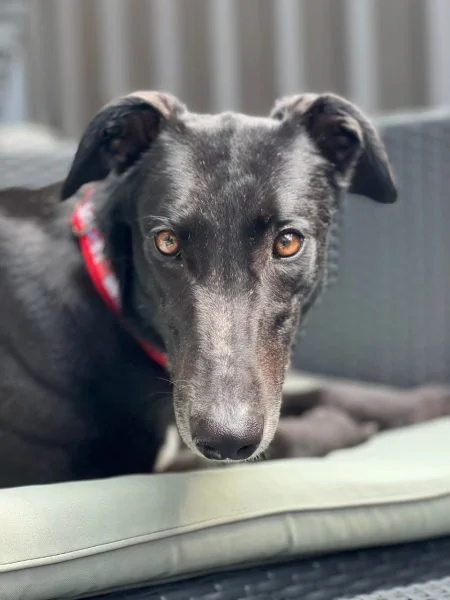 Close-up of a black dog with amber eyes wearing a red collar, resting on a cushioned outdoor furniture with a wooden fence in the background.