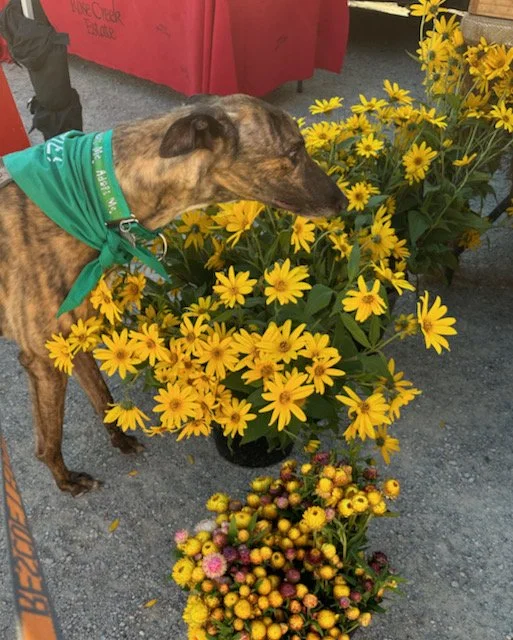 Gasworks Farmers Market