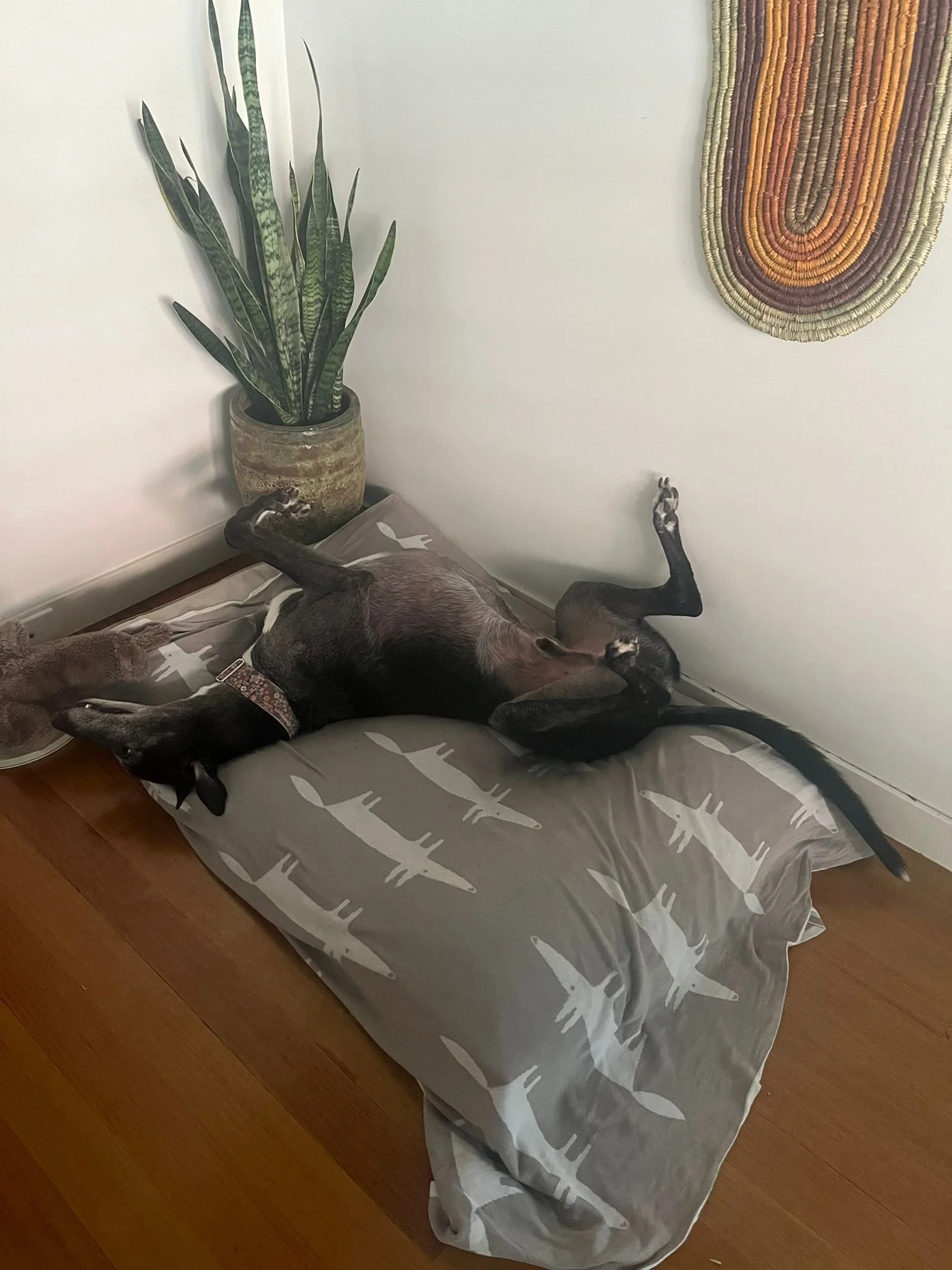 WhatsApp Image 2025-11-19 at 11.21.45 AM.jpeg