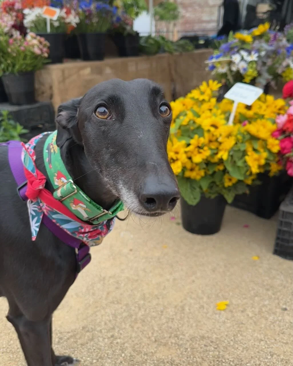 Coburg Farmers Market 