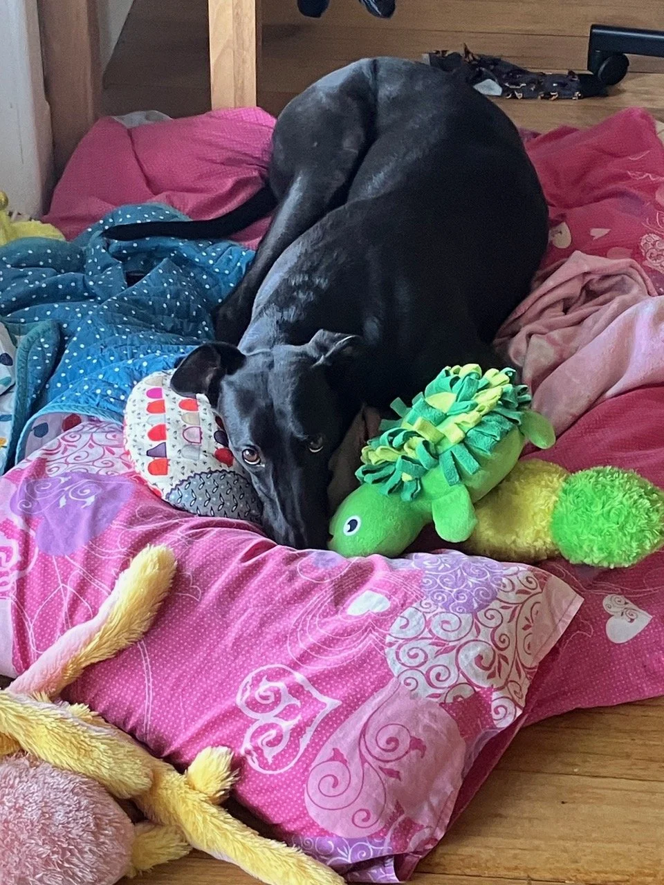 Stocky Brockie: A very special first dog