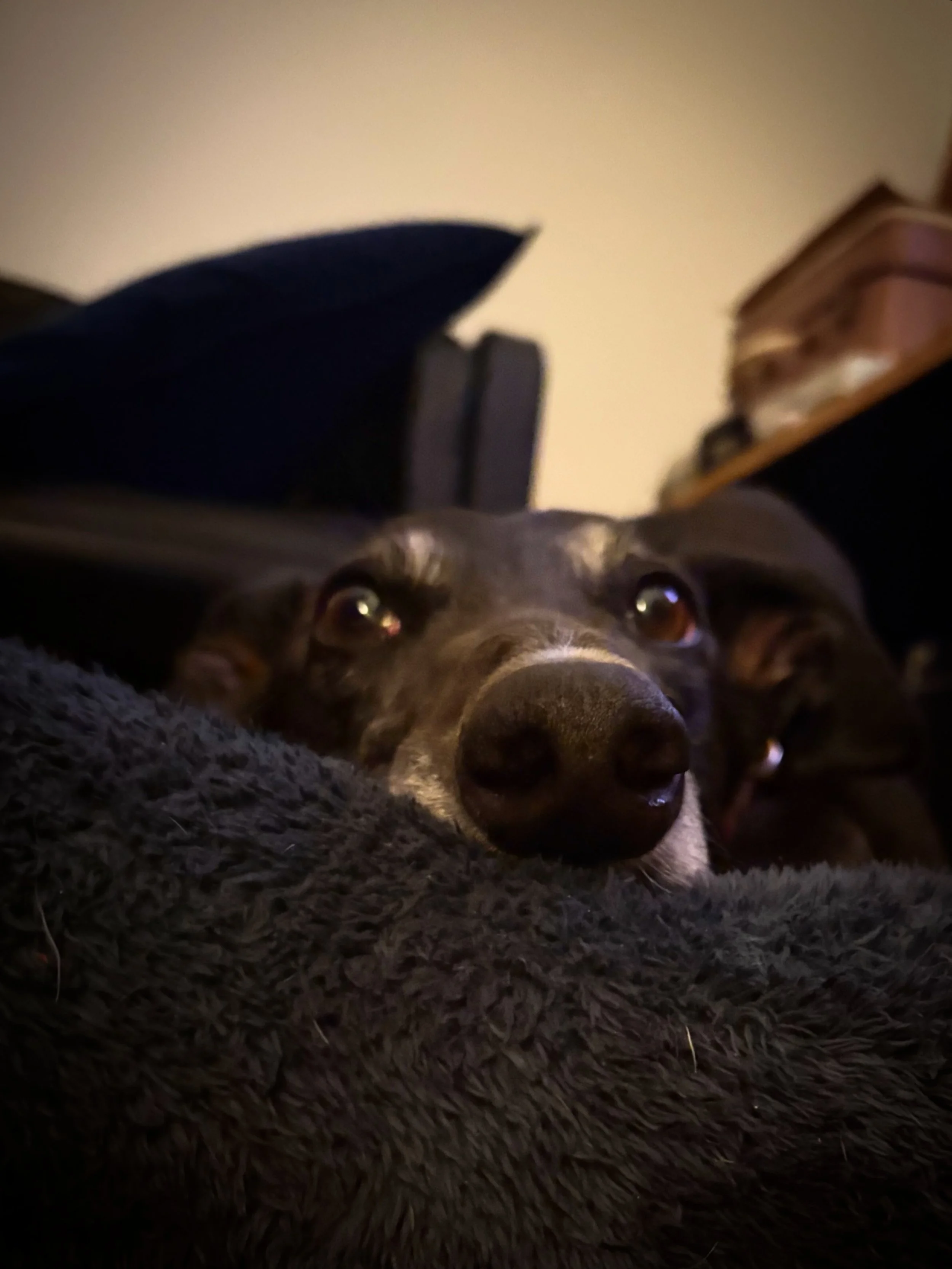 Dolly.JPG