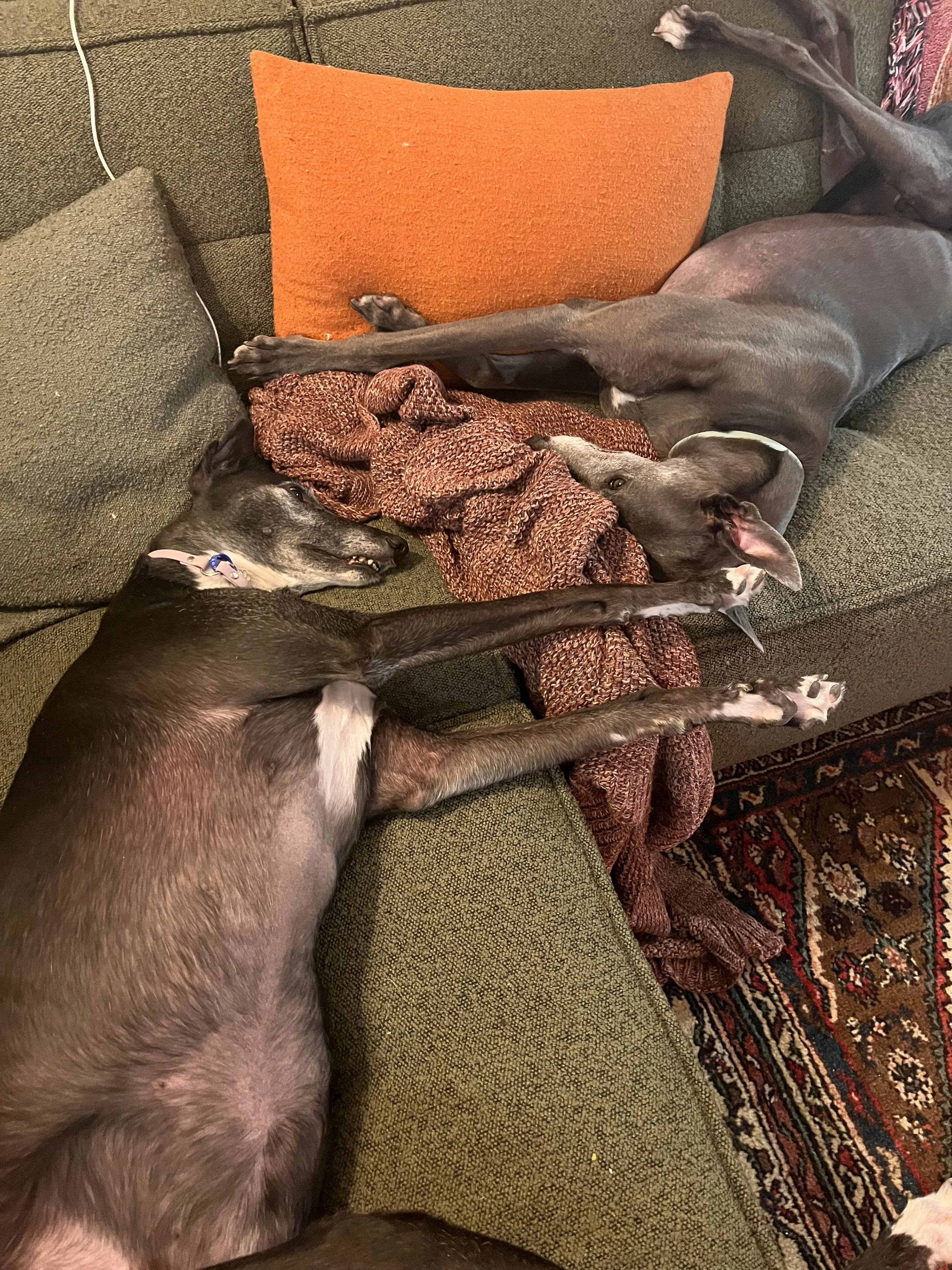 IMG_2216 - Corinne Robertson.jpeg