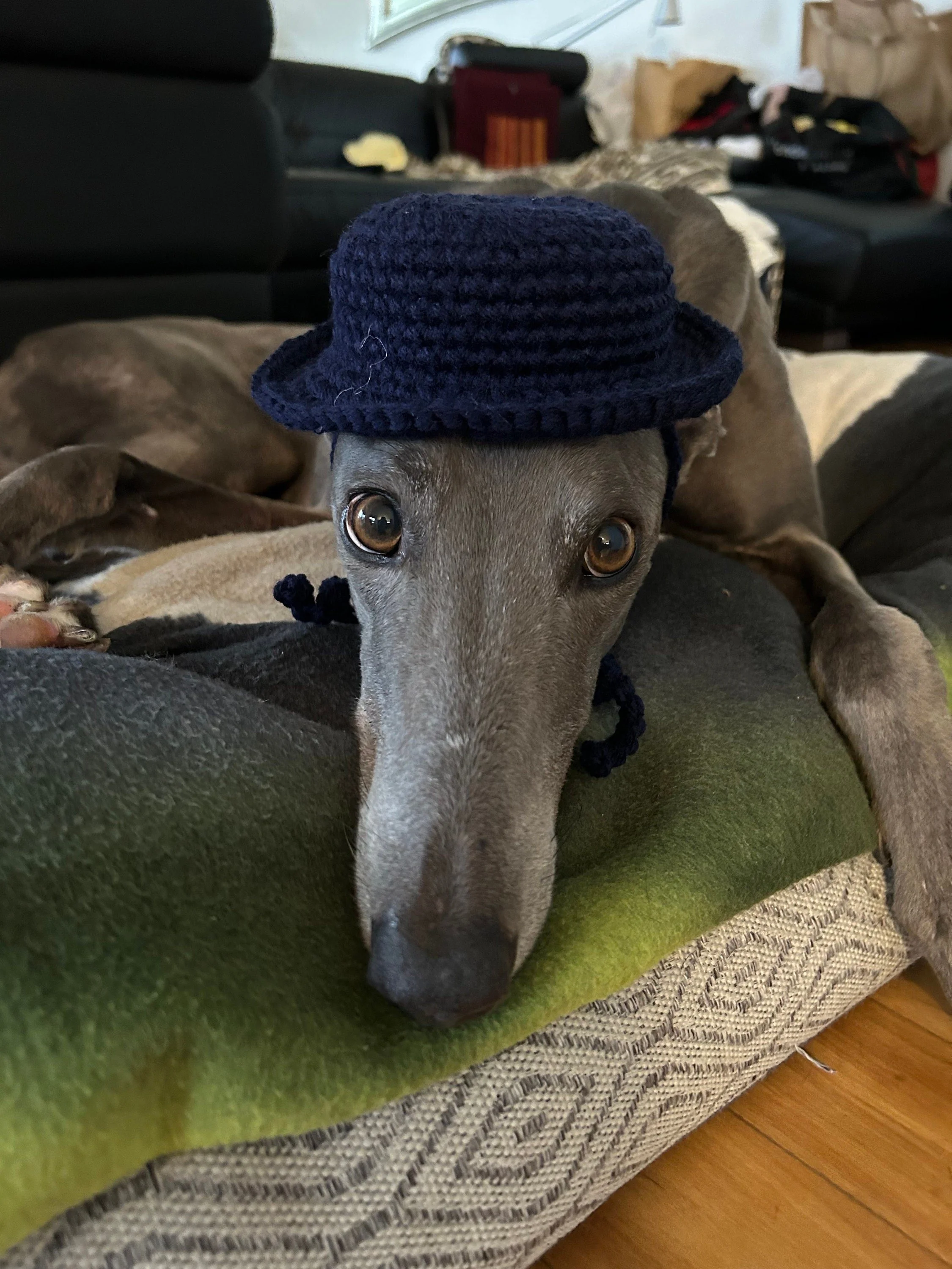 Hound Bucket Hats - Choose from a variety of Colours