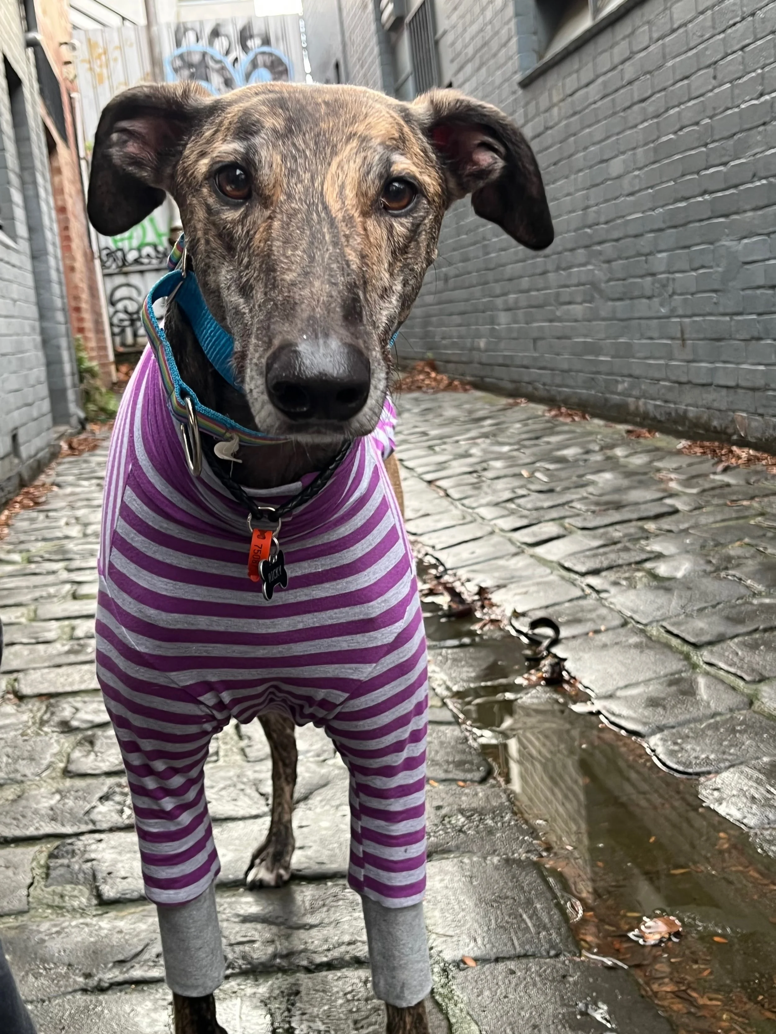 ricky - Nerida Ladner.jpg