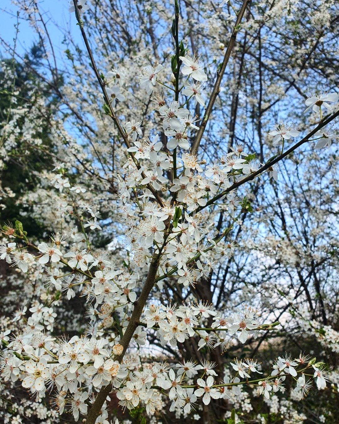 Spring is coming!
&bull;
This time last year, we were wandering the streets of Onomichi without a care in the world- how quickly time passes! Today, we are busy working away in our little London studio, but we stop to remind ourselves that even here,