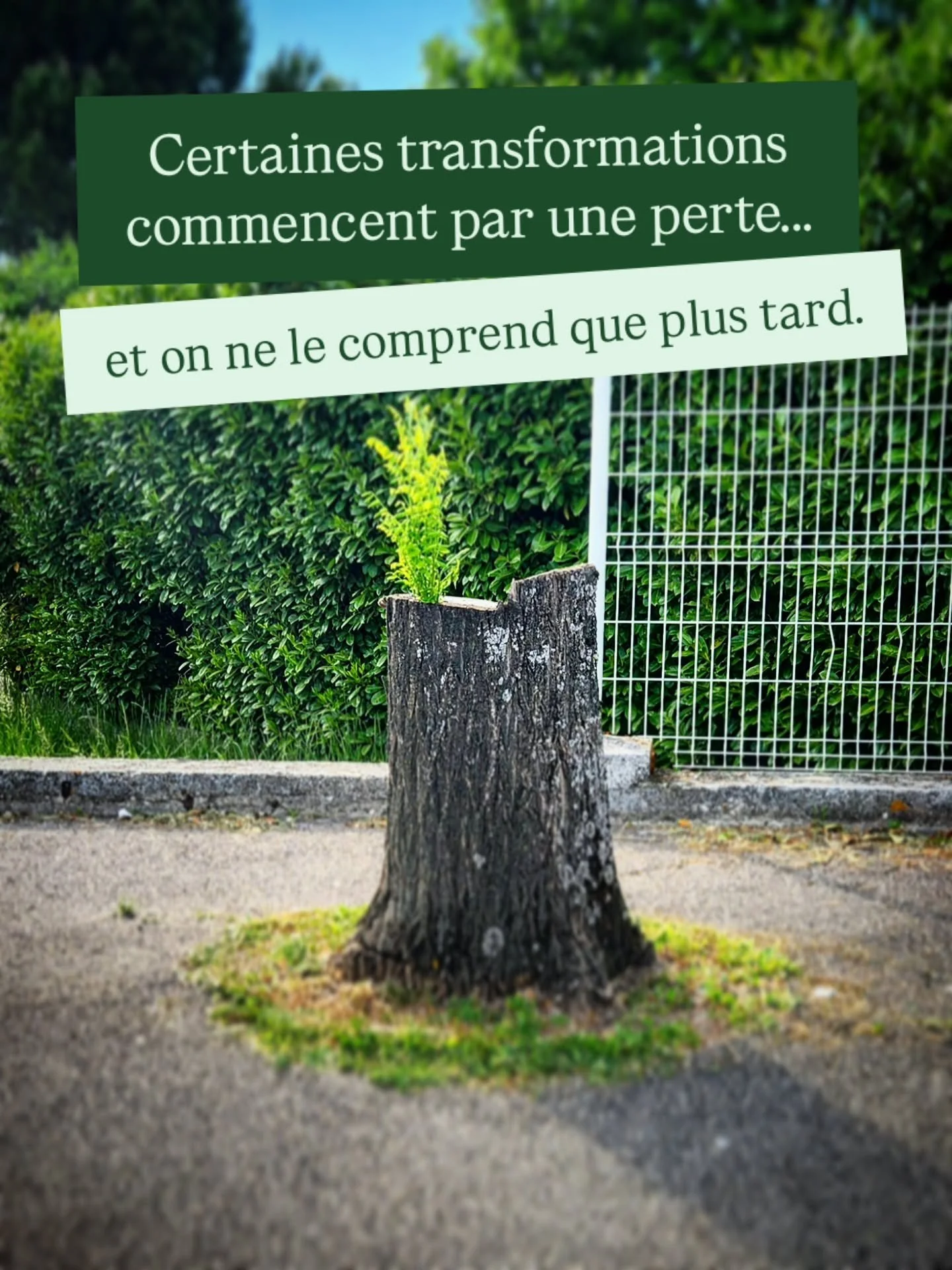 🌿 Je suis tomb&eacute;e sur cet arbre coup&eacute;.
Et une question m&rsquo;est venue. 👇🏻

Je me suis demand&eacute; ce qu&rsquo;il fallait comme force pour continuer &agrave; vivre quand tout a &eacute;t&eacute; coup&eacute;.

Parce que quelqu&rs